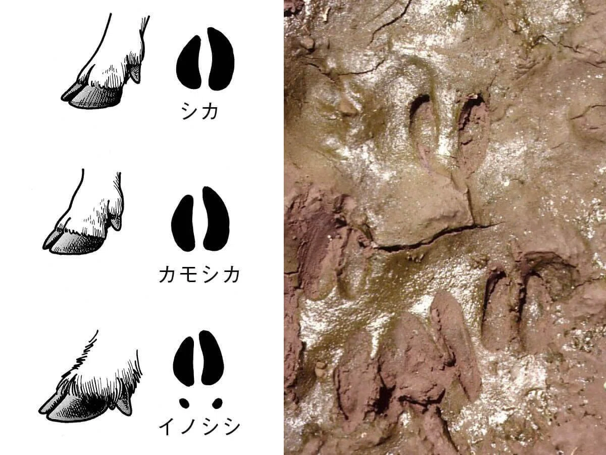 鹿 の 足跡