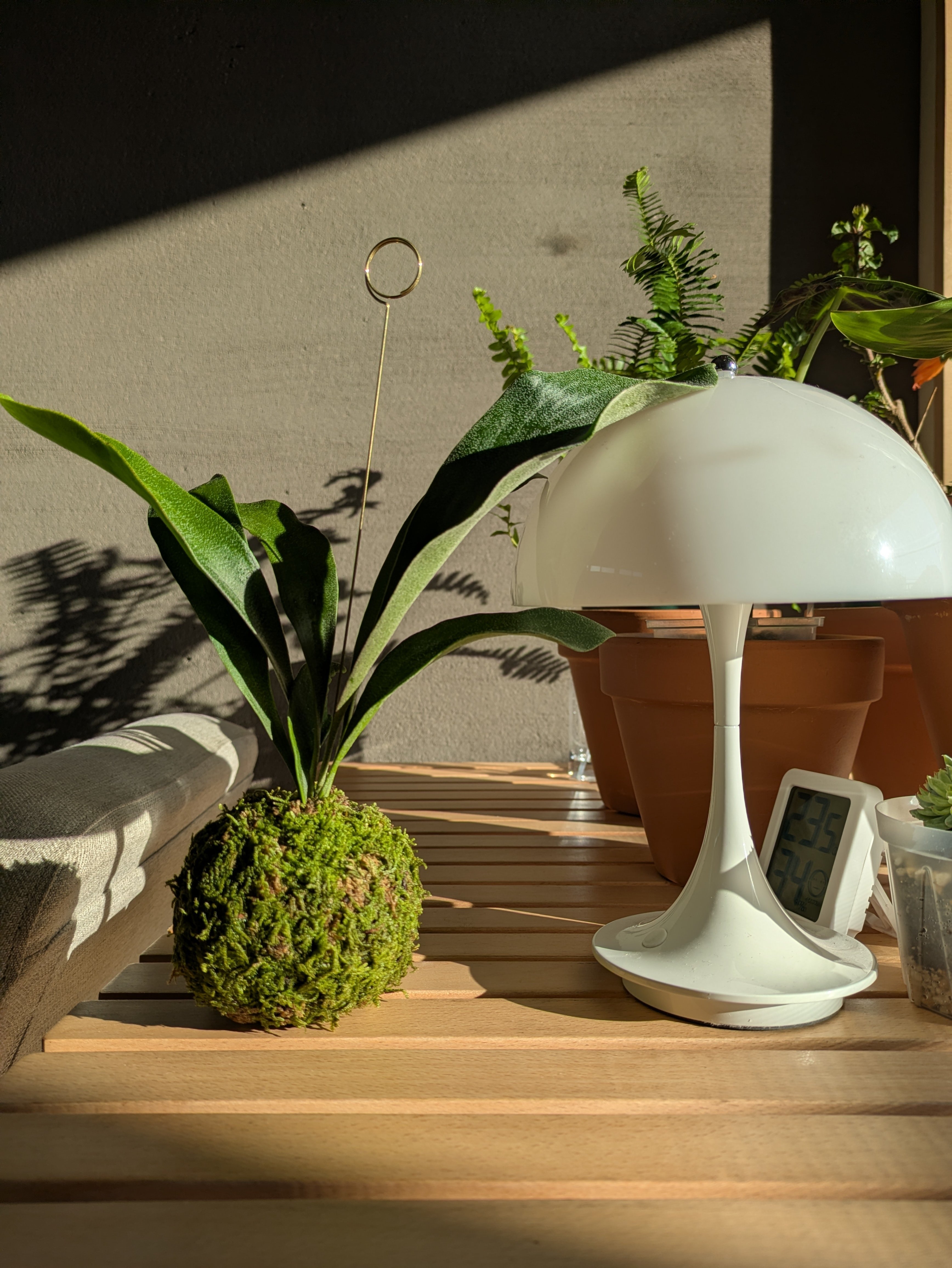 ビカクシダ（ネザーランド）｜kupu芽