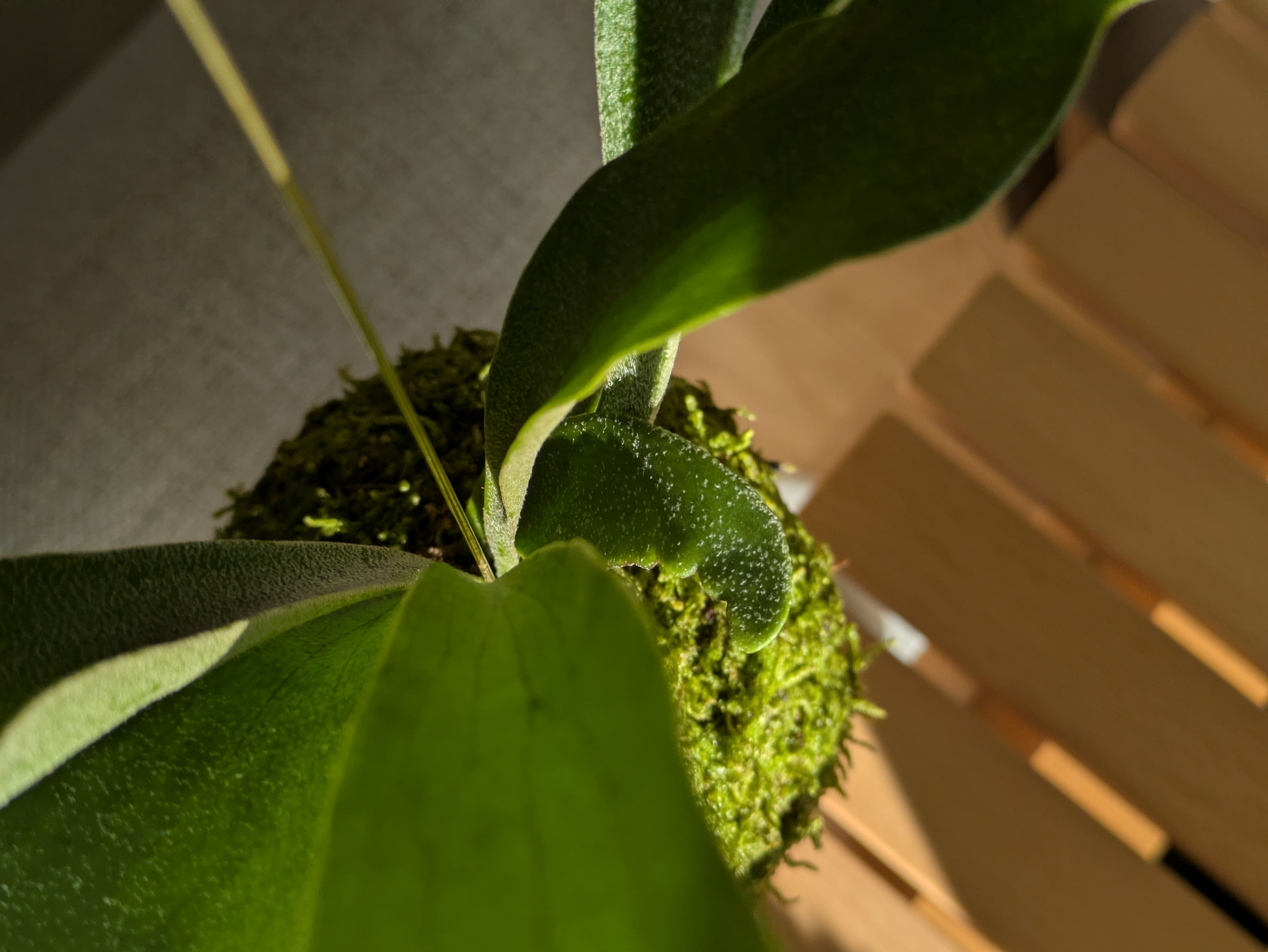 ビカクシダ（ネザーランド）｜kupu芽