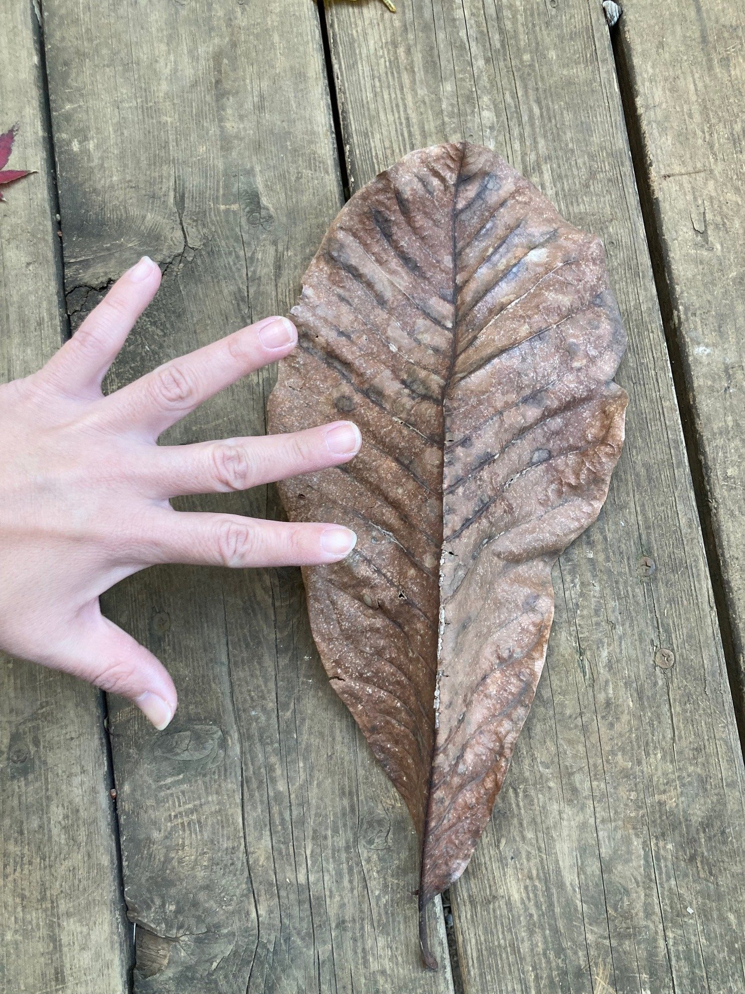 落ち葉｜川崎市黒川青少年野外活動センター