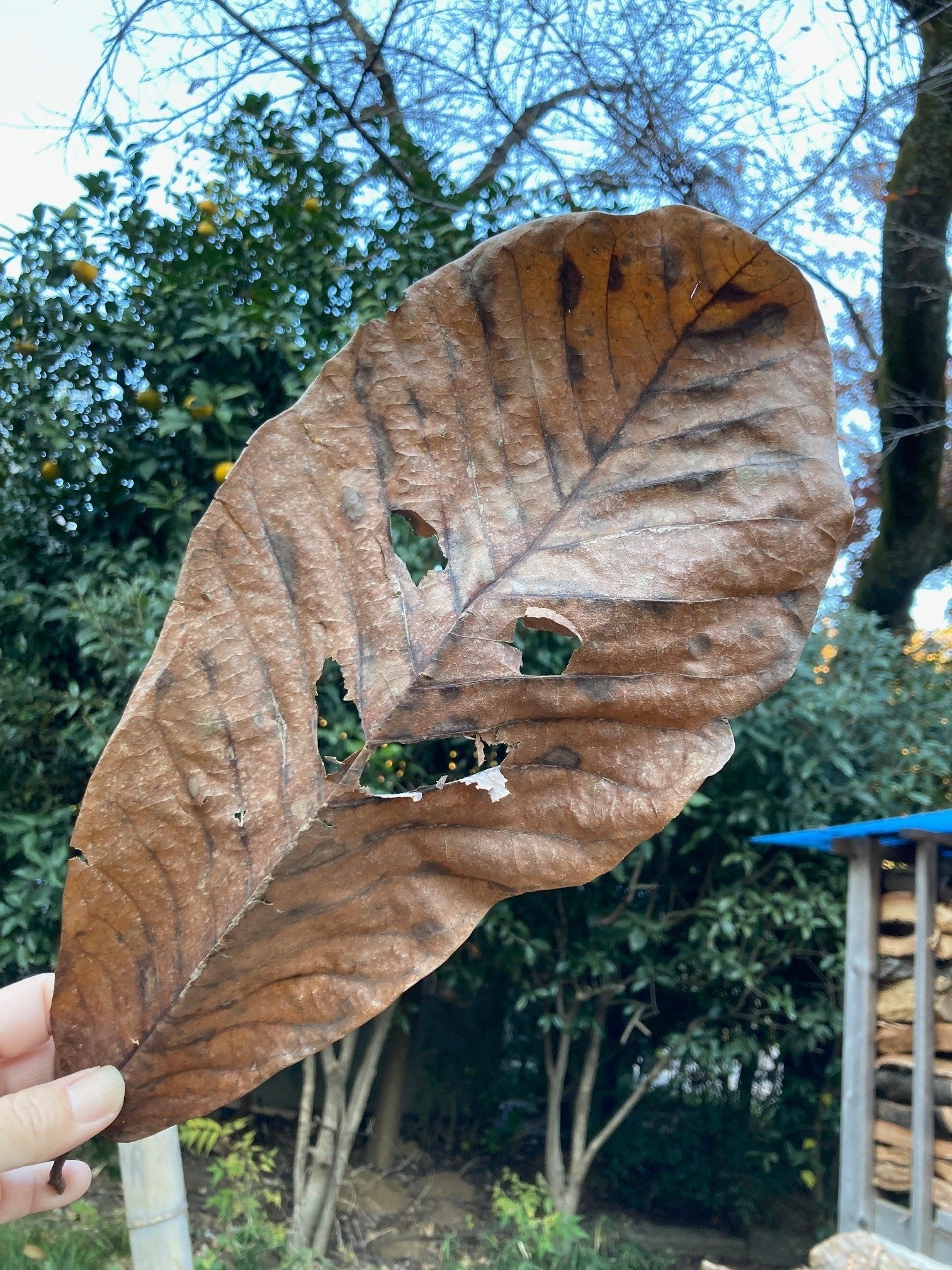落ち葉｜川崎市黒川青少年野外活動センター