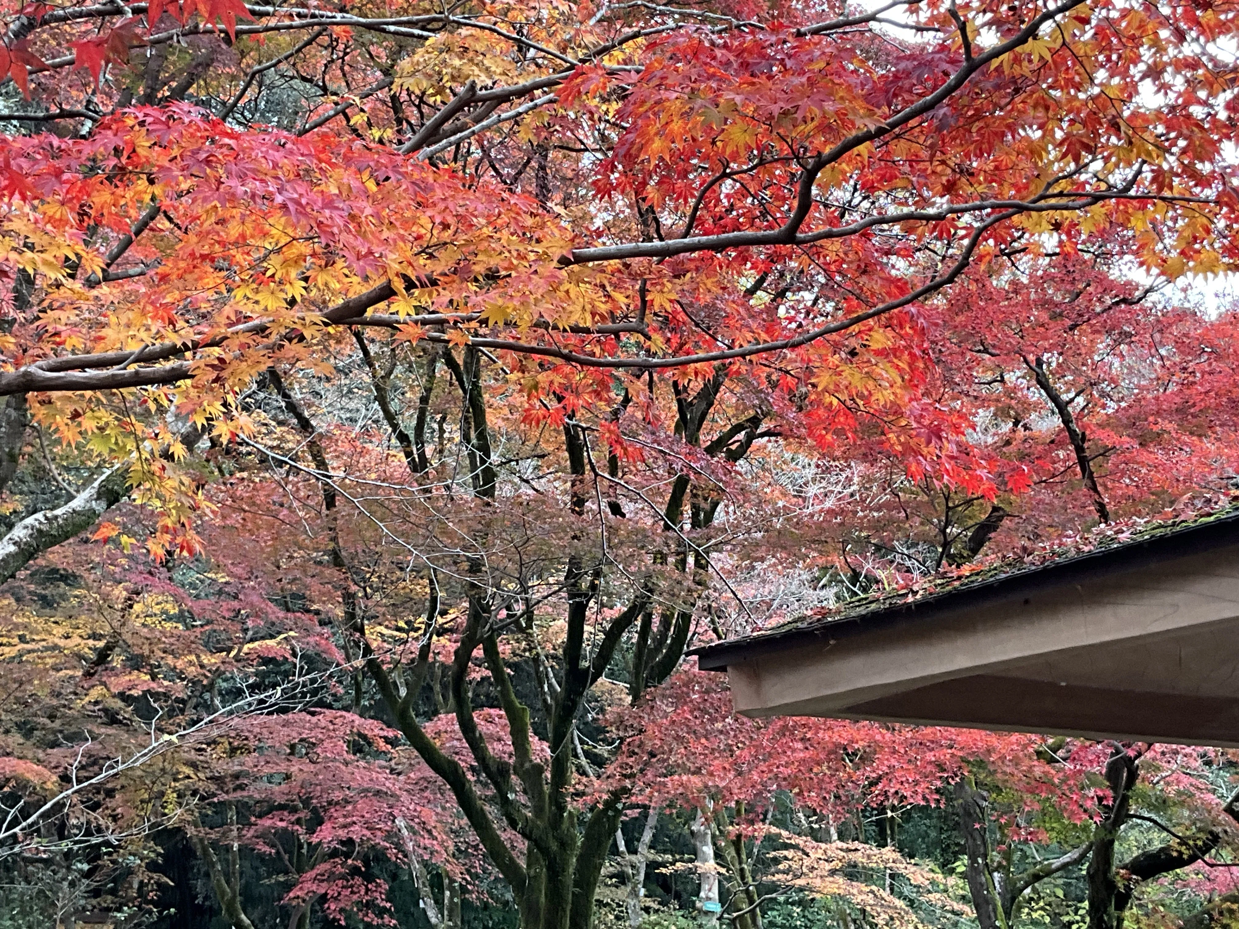 京都府立植物園の本格紅葉（3）：2025年11月26日（水）｜藤井秀昭