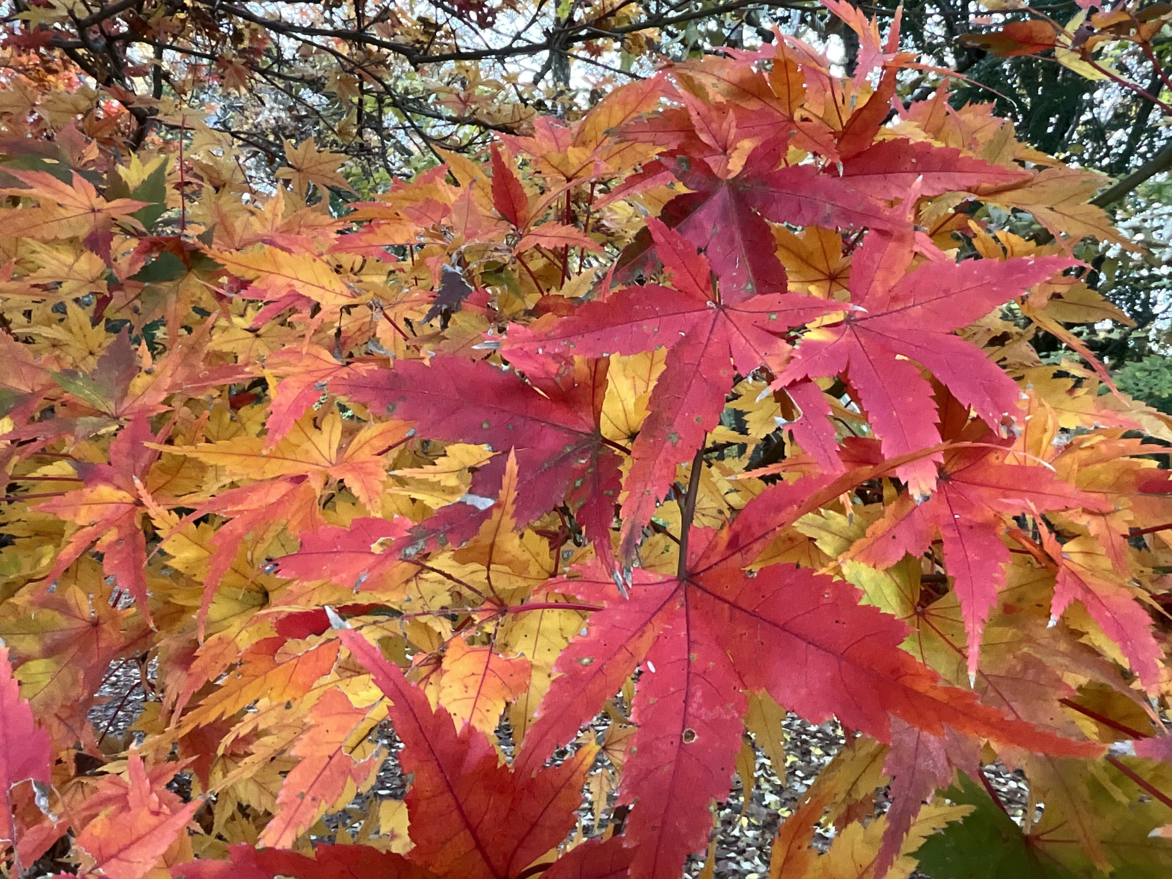 植物　紅葉 京都府立植物園の本格紅葉（3）：2025年11月26日（水）｜藤井秀昭