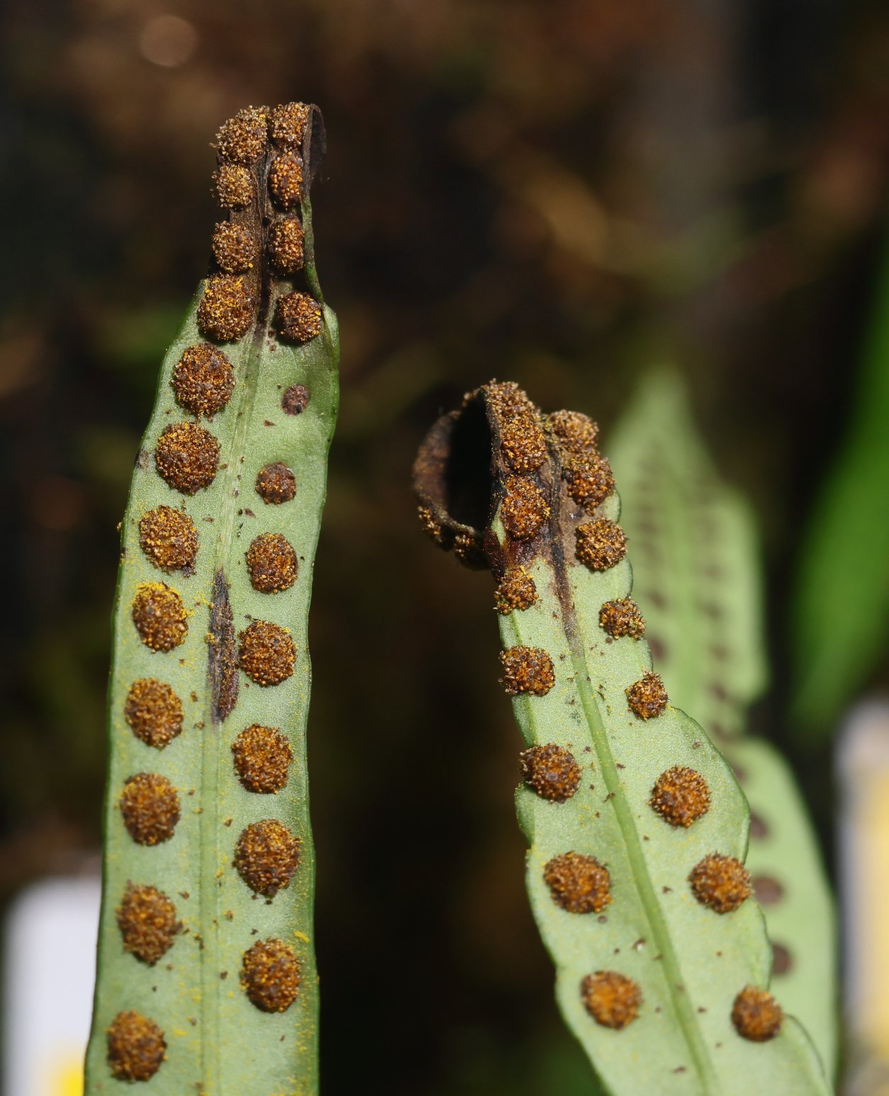 新種植物「タジマノキシノブ」展示／小倉百人一首にも登場するシダ類