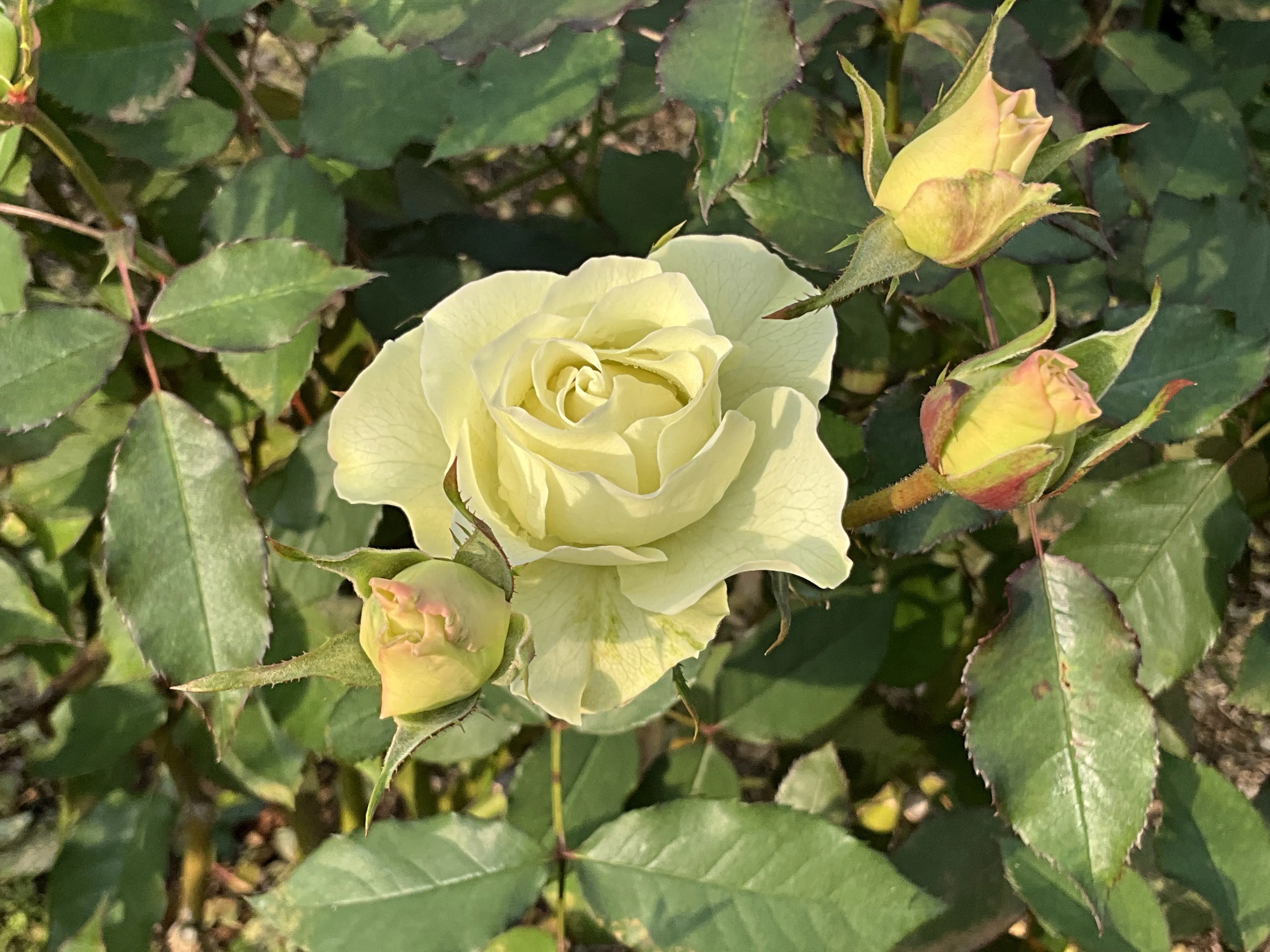 11月26日の緑光など（京都府立植物園ばら園）：2025年11月26日（水
