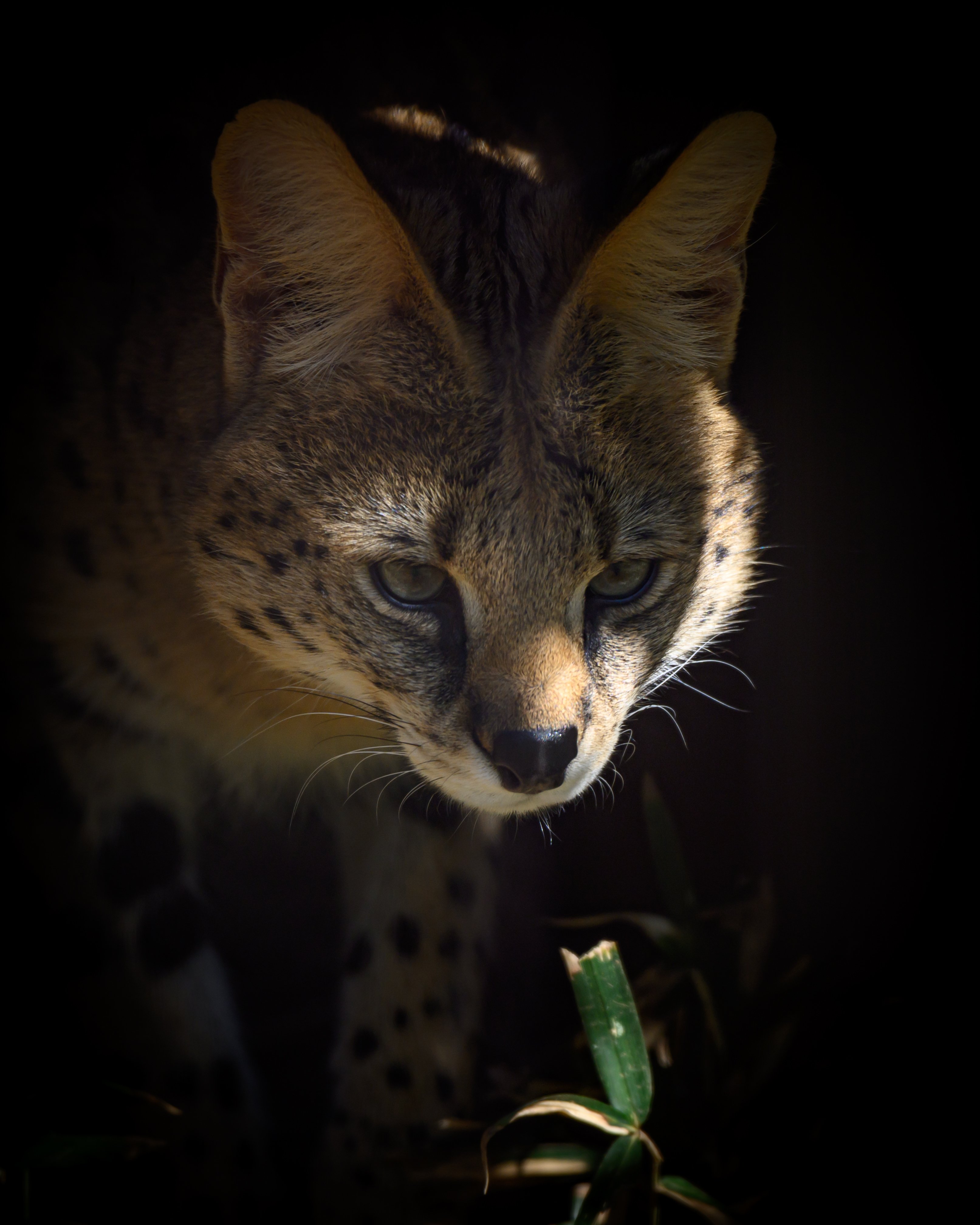 11 多摩動物公園に行ってみた｜NIKKOR Z 180-600mm f/5.6-6.3 VR