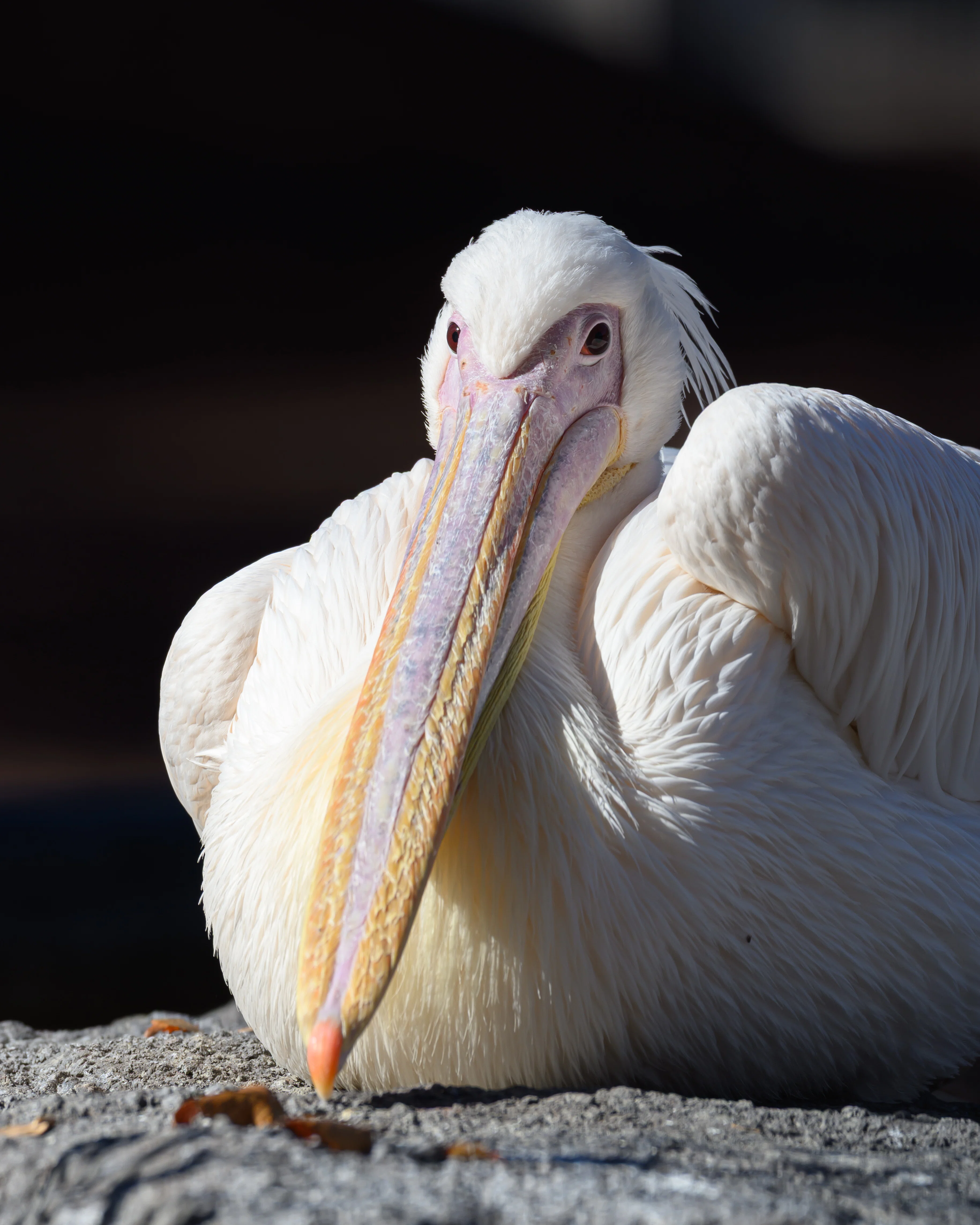 11 多摩動物公園に行ってみた｜NIKKOR Z 180-600mm f/5.6-6.3 VR｜ユウキ