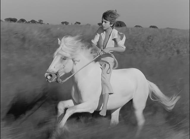 赤い風船』『白い馬』映画感想文・共通するテーマを感じました｜ほり