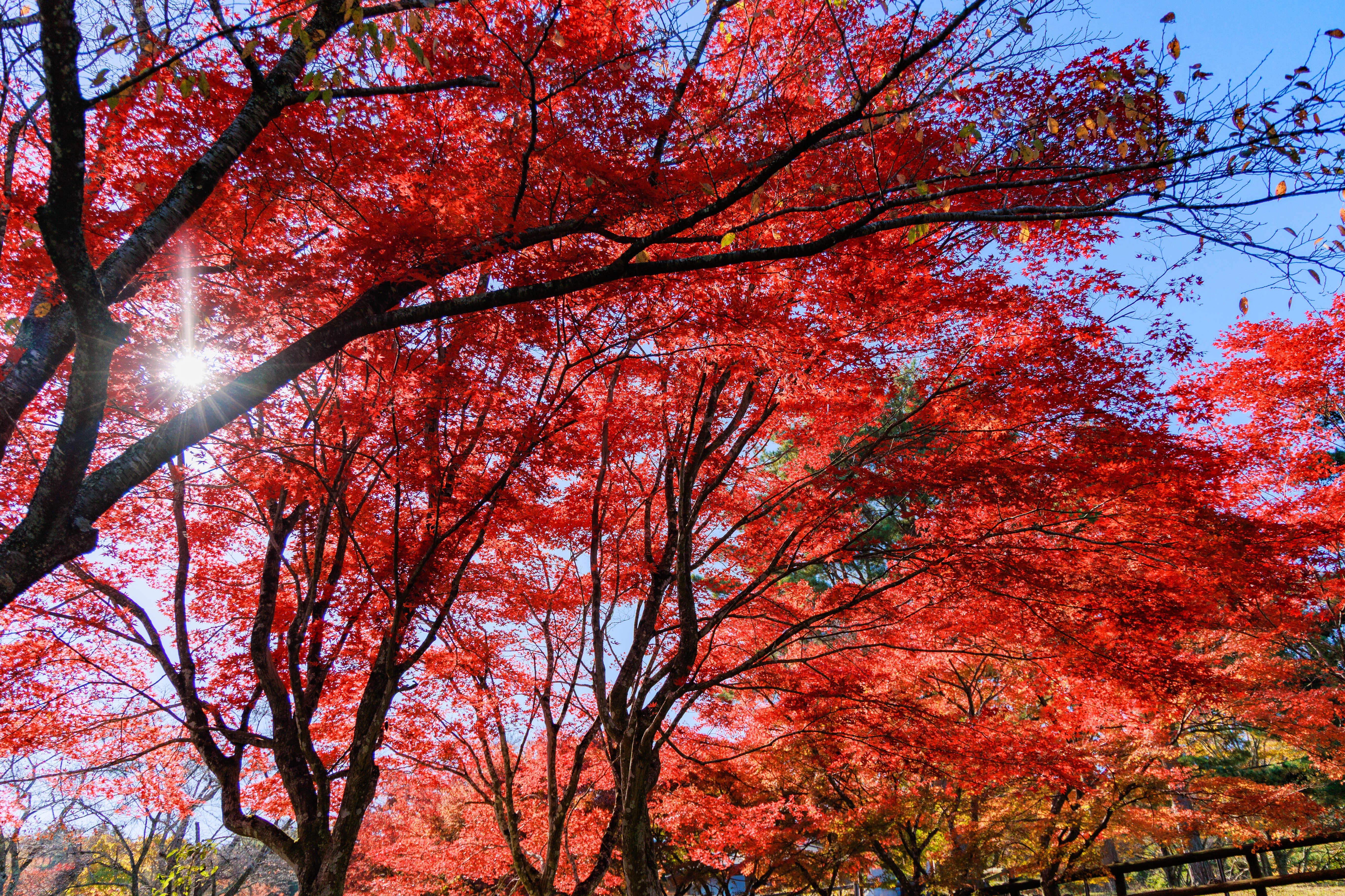 Botanical Guide – Iroha Momiji (Japanese Maple)｜だいひょう｜奈良