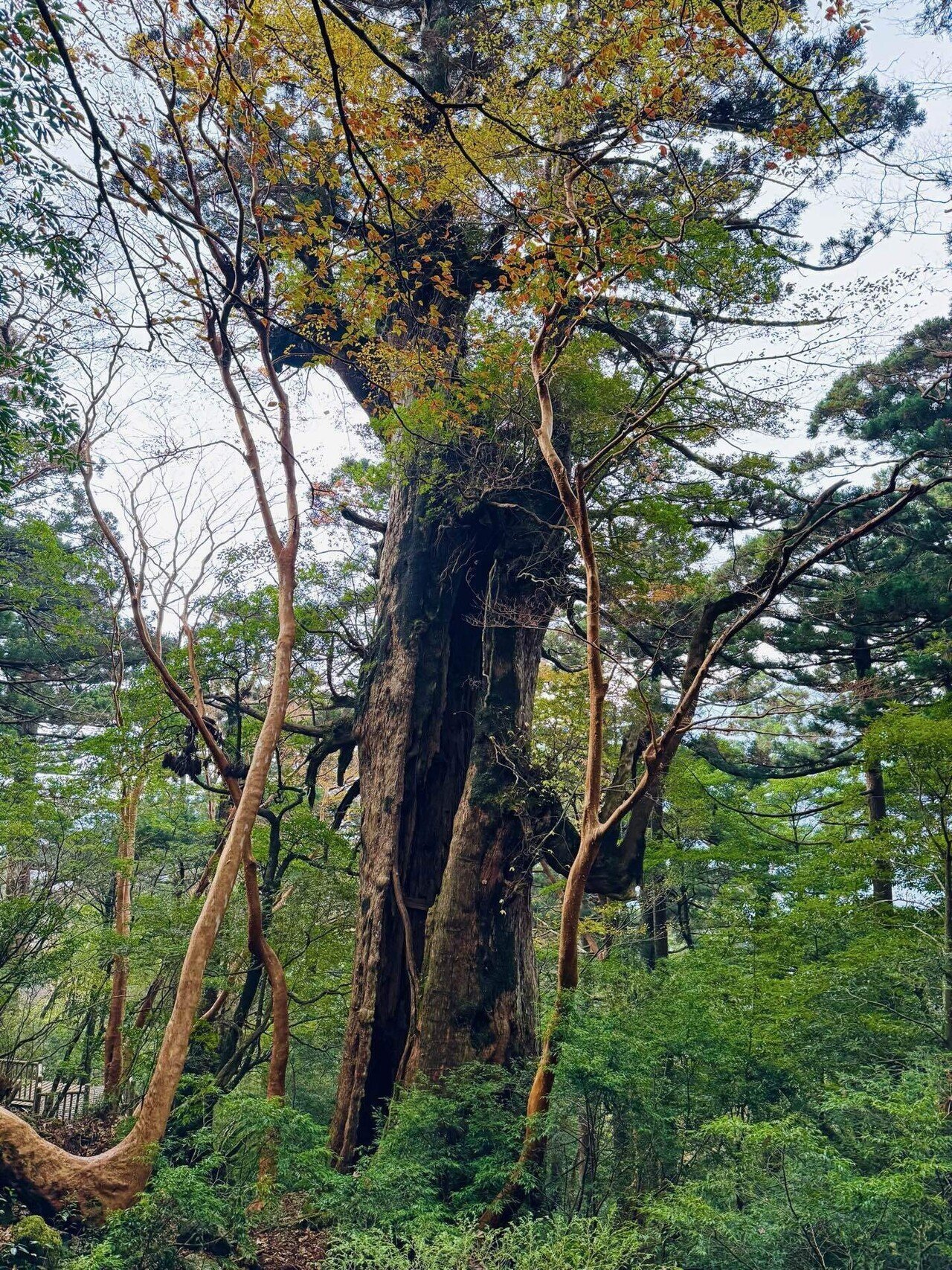 完売 オーダー受付中！天然杉/超特大サイズ！【森を感じられる切り株