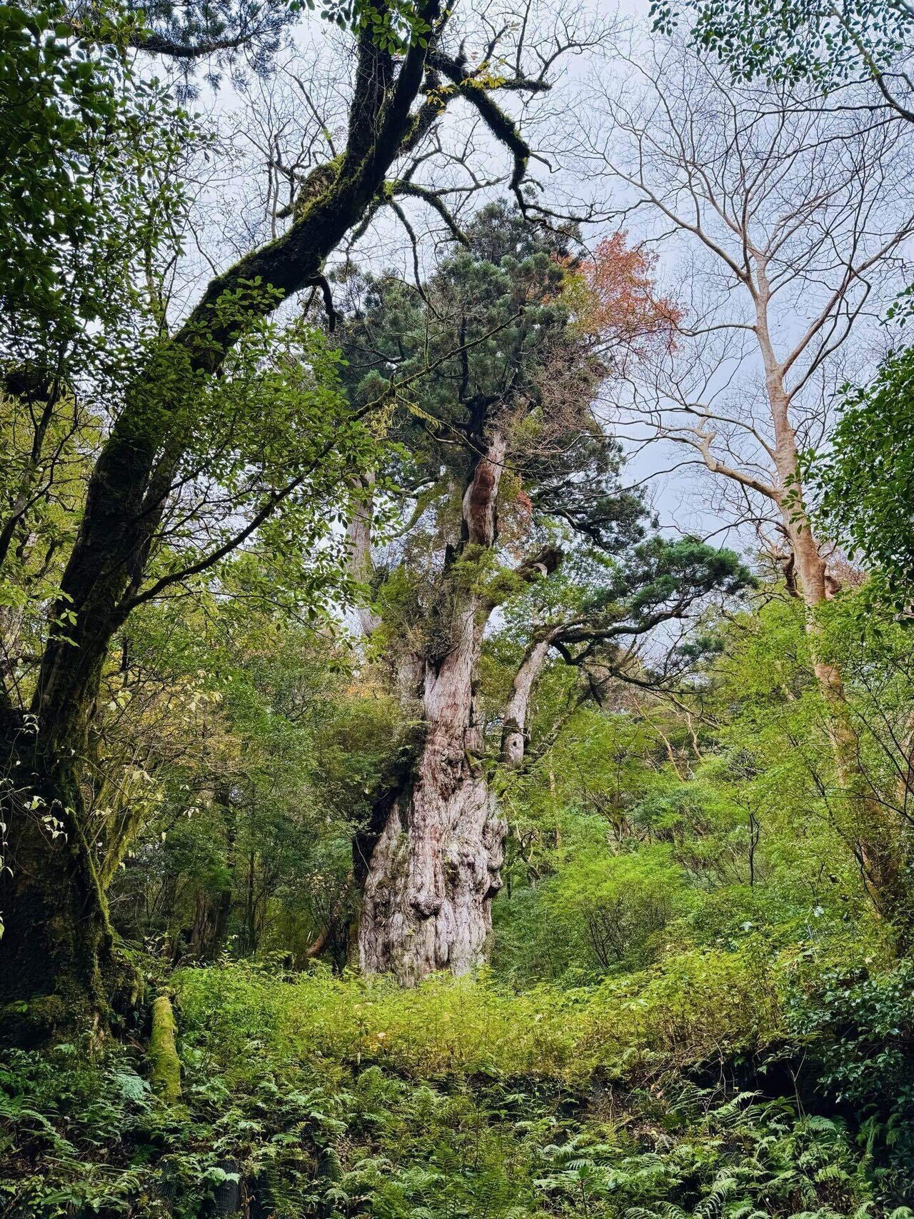 6日目】巨木ハンターが、縄文杉に、出会ったぁ。後編-九州ツアー2025秋