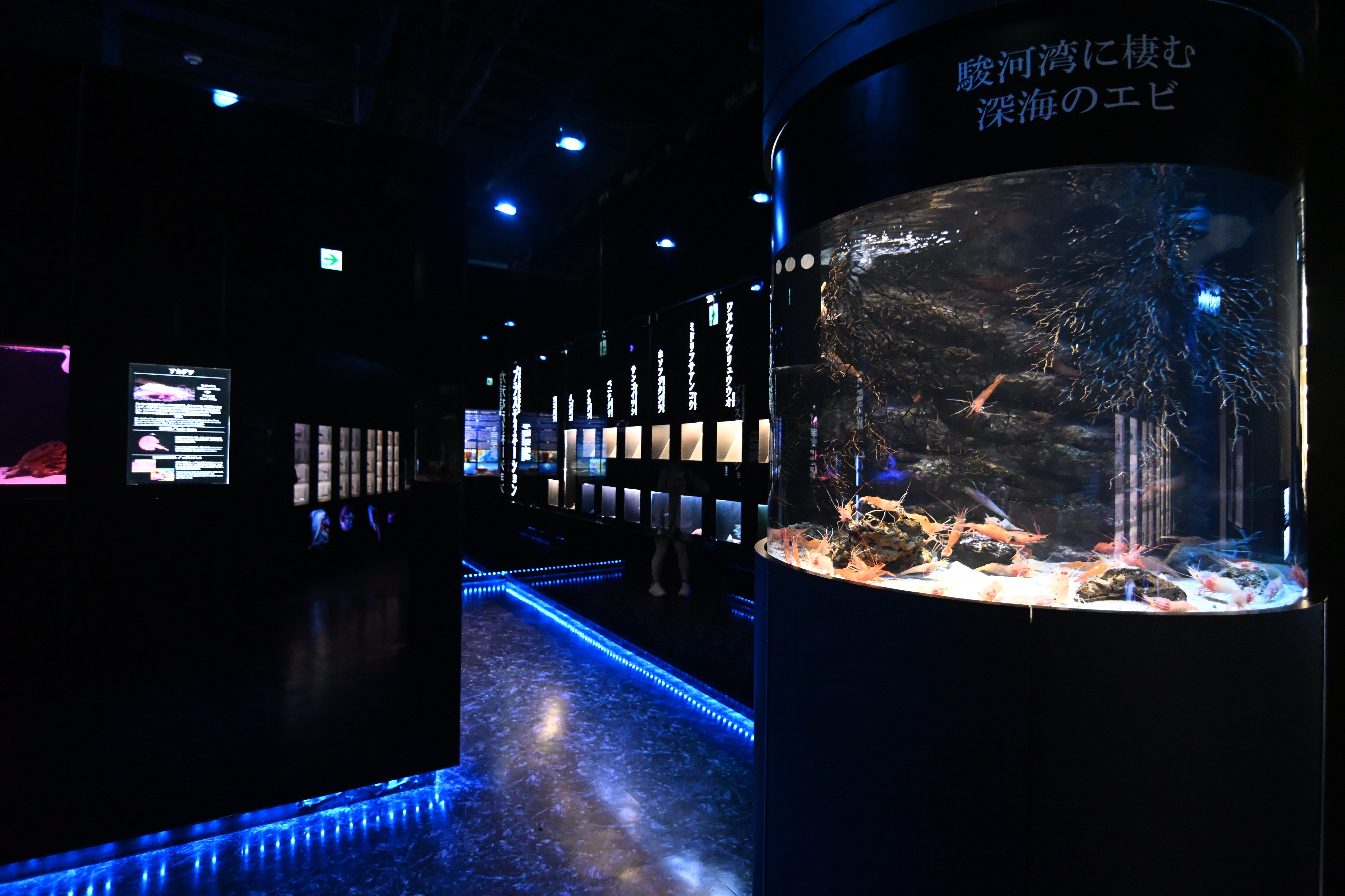 20251123_沼津港深海水族館【Nikon Z50IIと水族館】｜山ネズミ