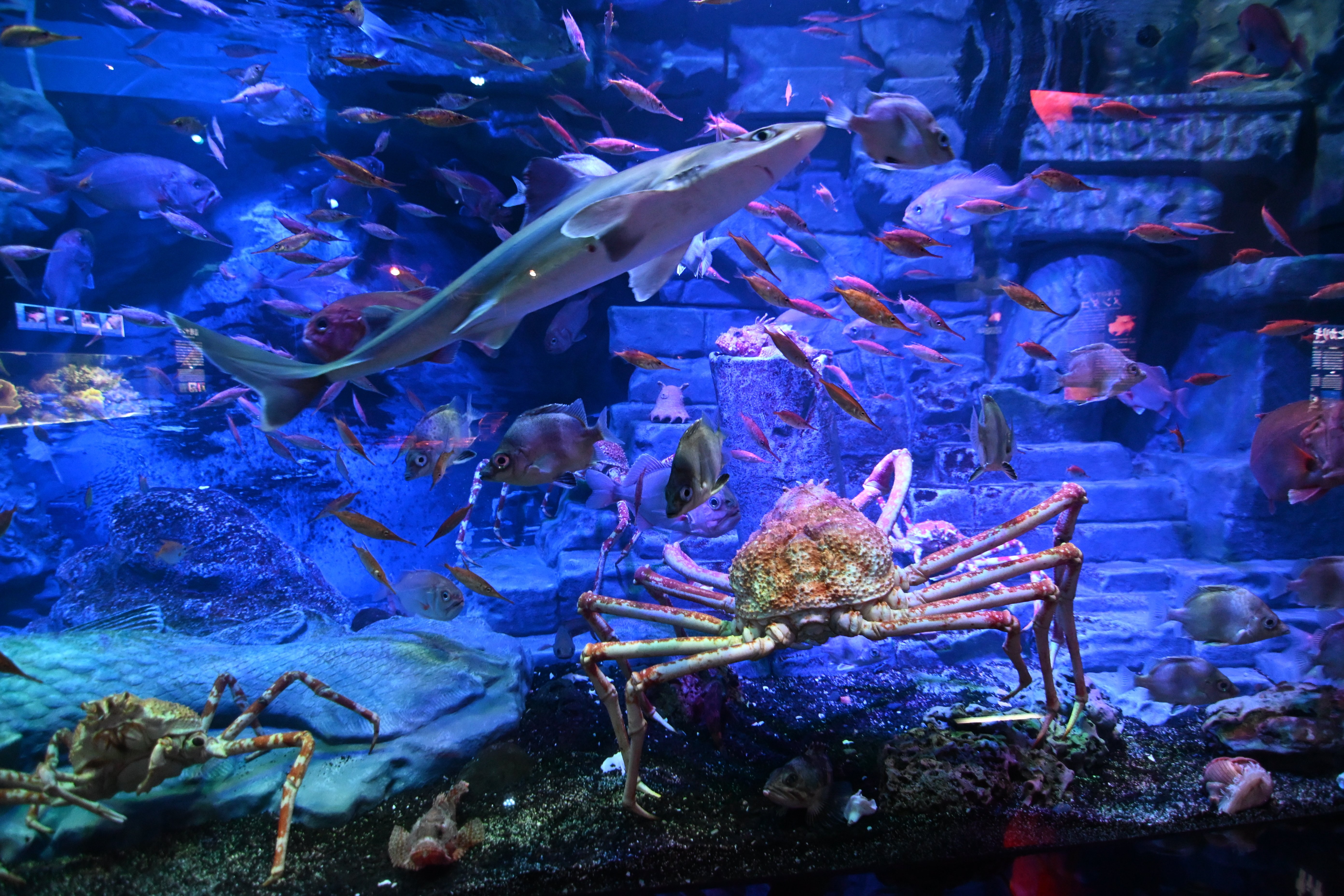 20251123_沼津港深海水族館【Nikon Z50IIと水族館】｜山ネズミ