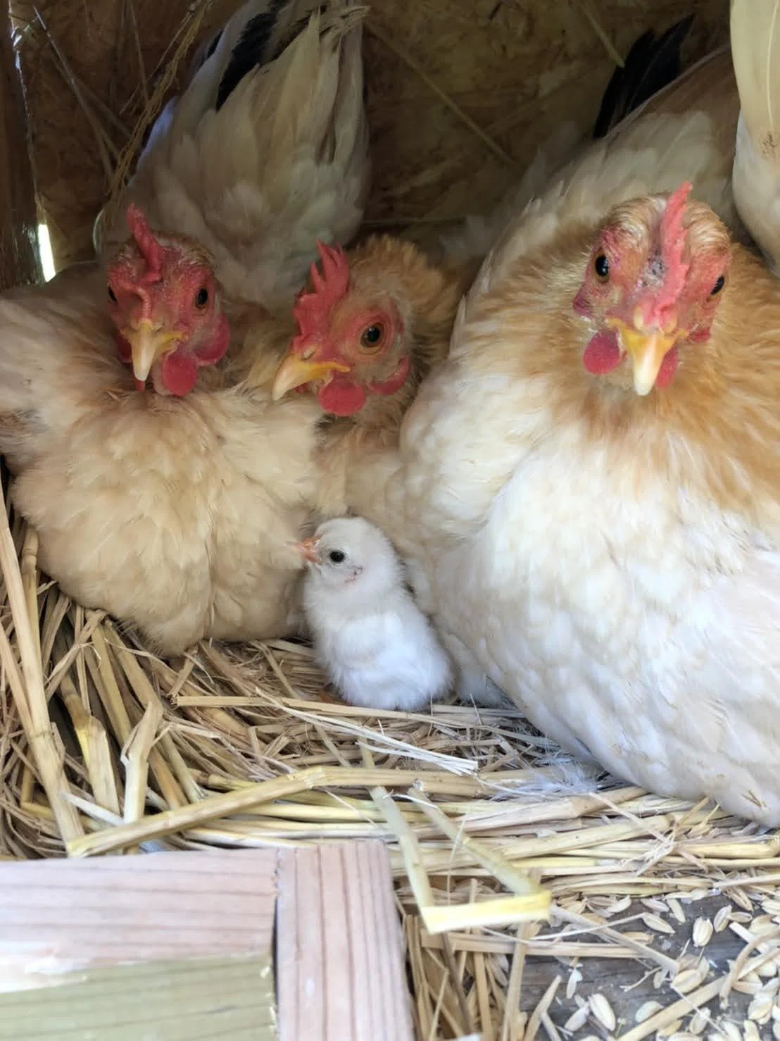 ニワトリの飼い方・初心者向け完全ガイド|必要な飼育環境・餌・費用まとめ|過疎地域の薬局経営者