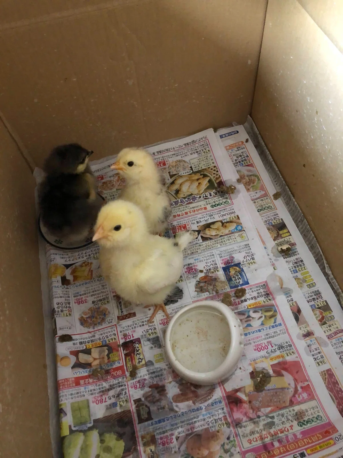 ニワトリの飼い方・初心者向け完全ガイド|必要な飼育環境・餌・費用まとめ|過疎地域の薬局経営者