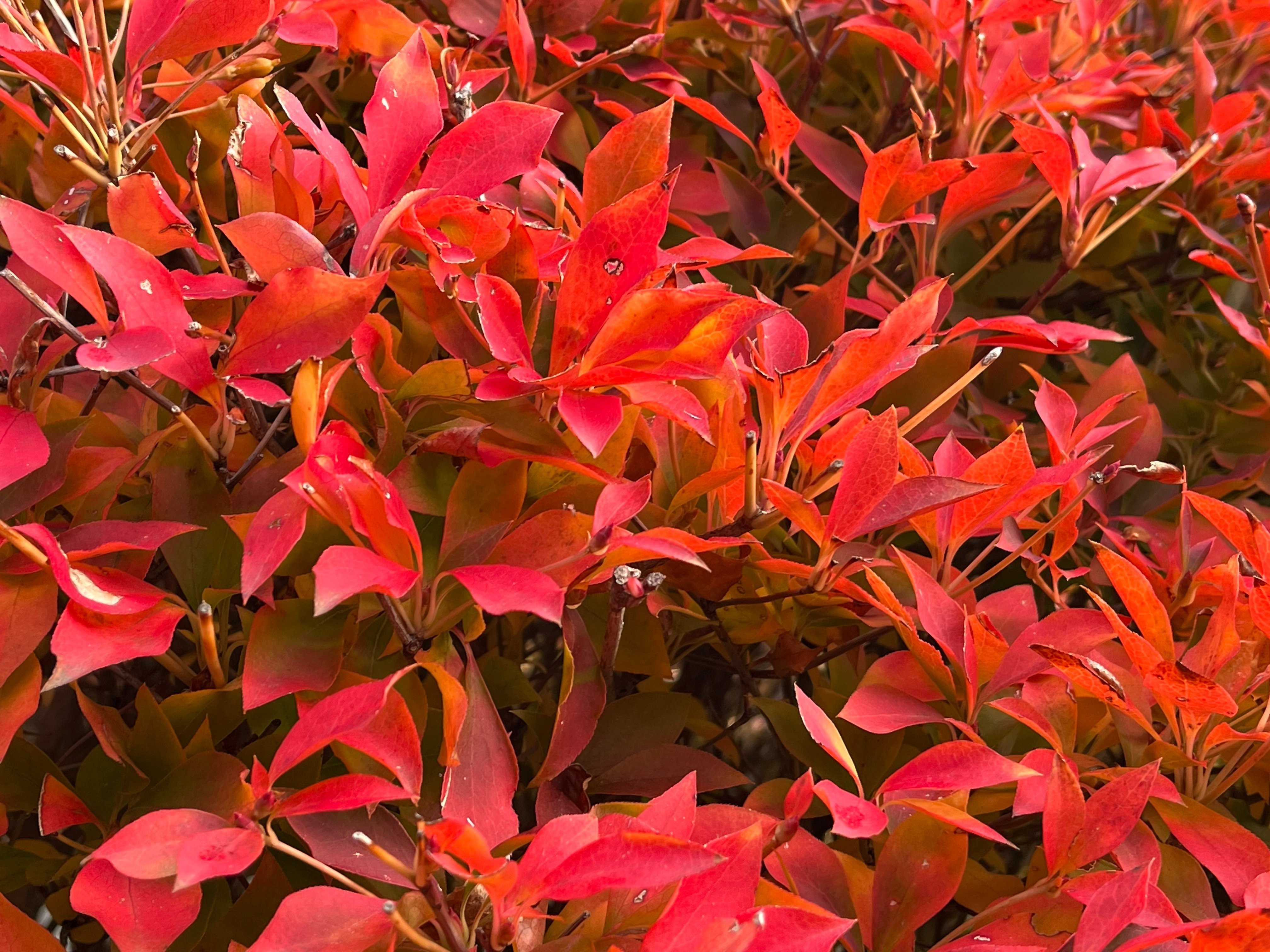 灯台躑躅（ドウダンツツジ）、冬へのスイッチが入る｜おーいおいどん