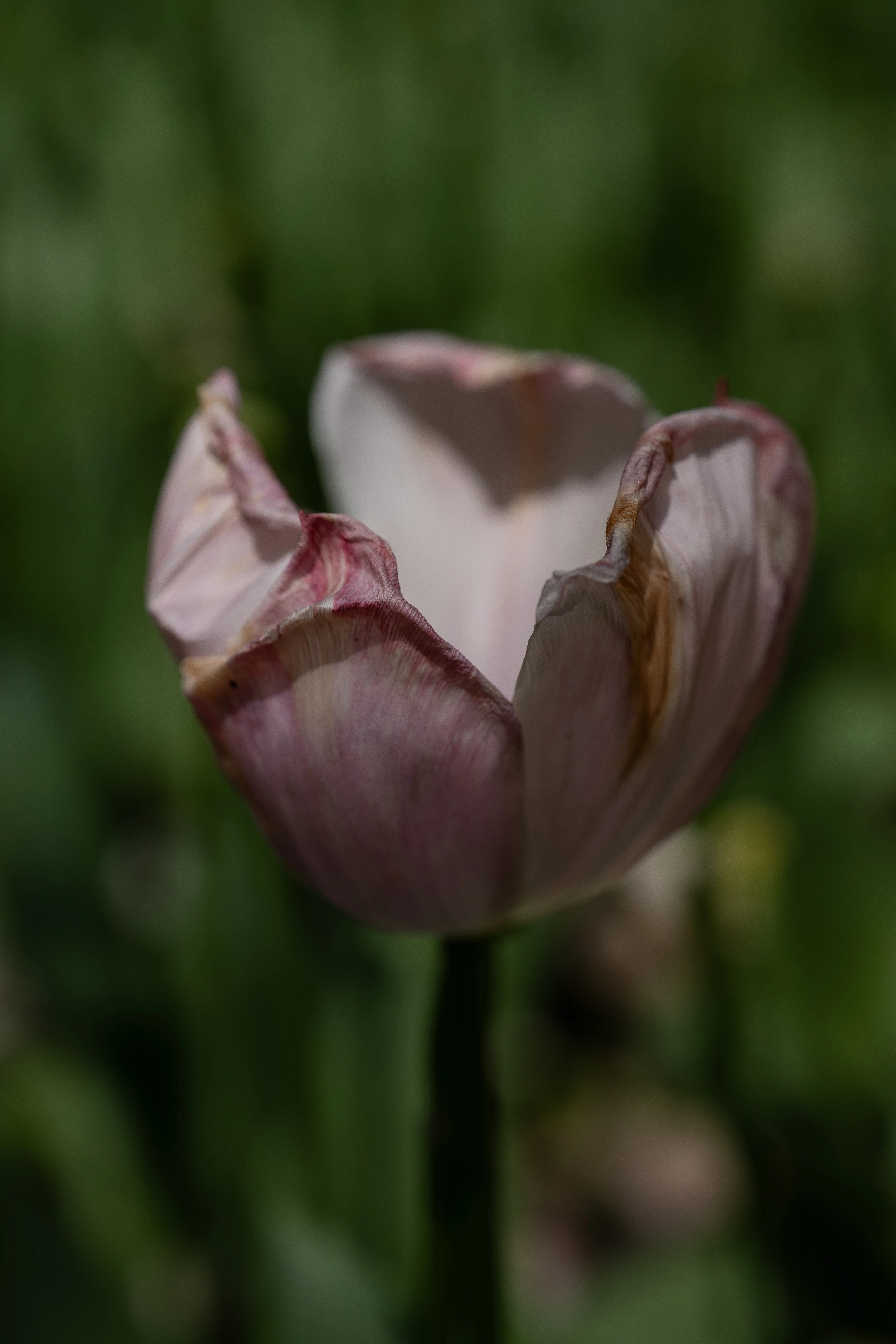 ルミマガ編集部】LUMIX S PRO 24-70mm F2.8使ってみた｜LUMIX Magazine