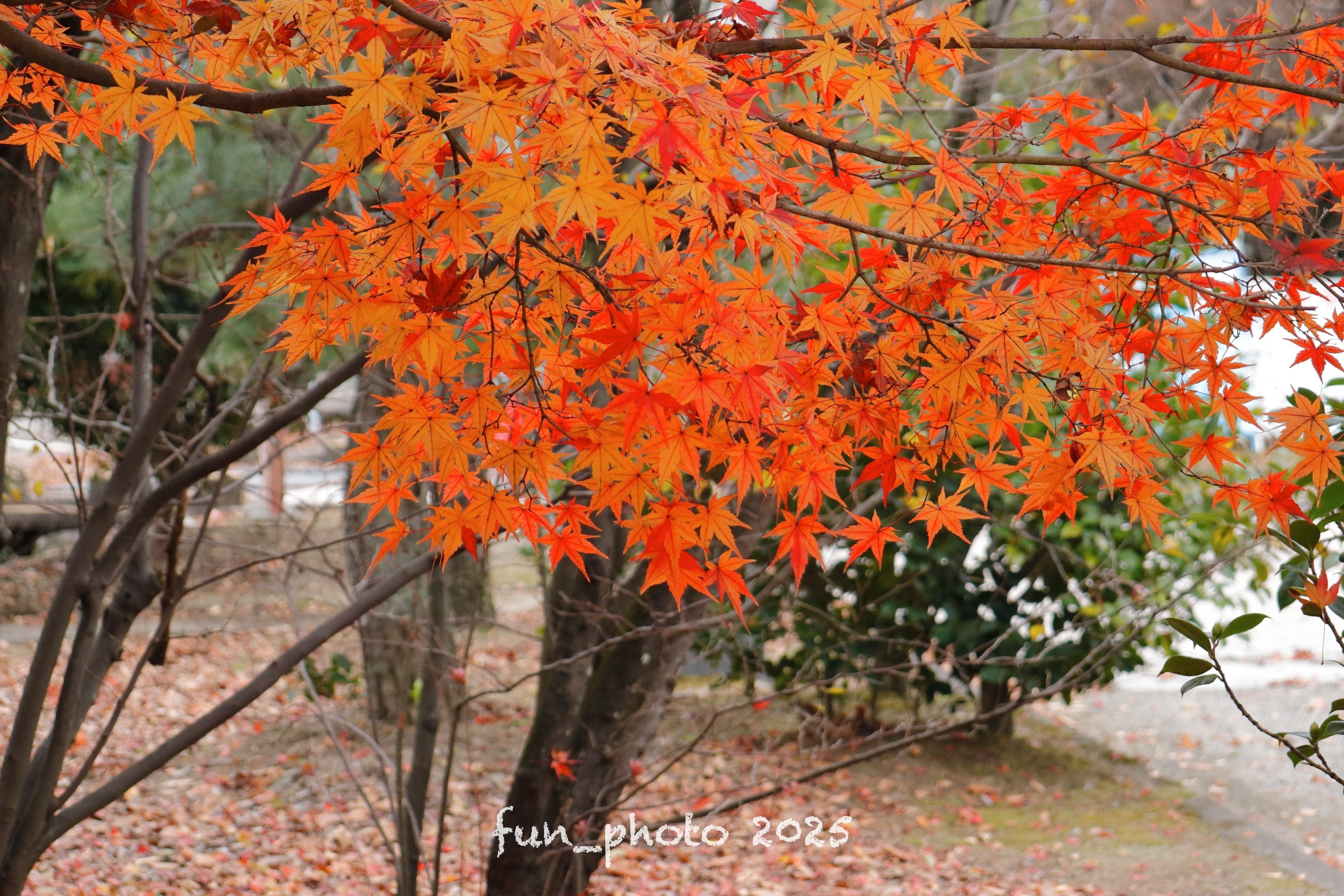 ✨運動会・紅葉撮影に最適✨Wi-Fi✨Canon Kiss X10 Wレンズ ✨運動会・紅葉撮影に最適✨Wi-Fi✨Canon Kiss X10 Wレンズ ✨運動会