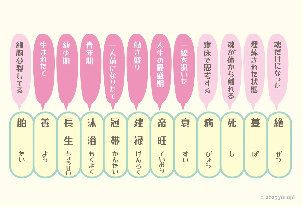 ぜったいわかる四柱推命】第8日目 十二運（じゅうにうん）について