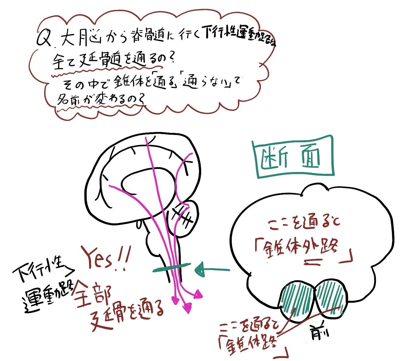 100日チャレンジ76日目：錐体路・錐体外路ってなぁに？｜作業療法士Y