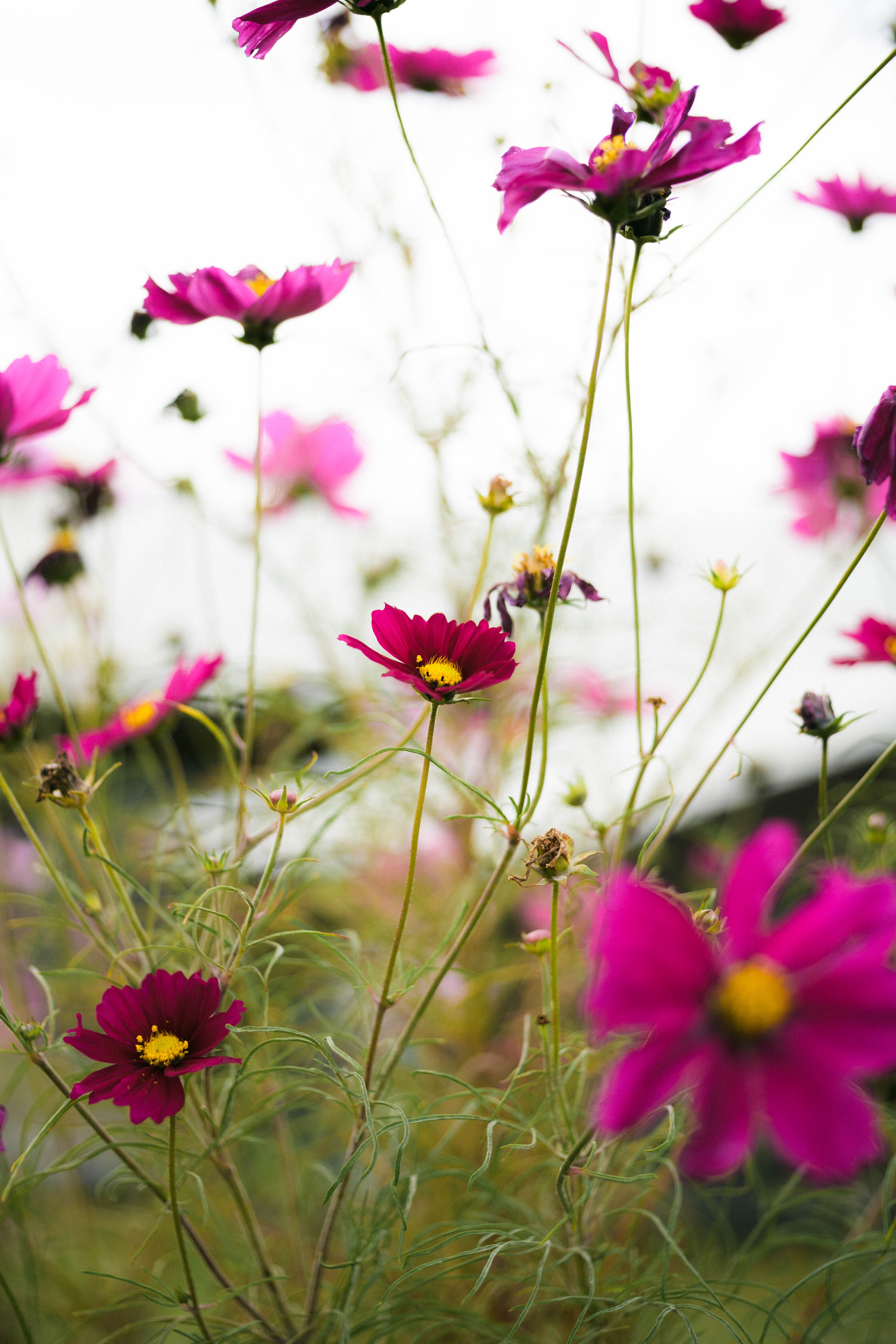 まだまだコスモス｜sgk