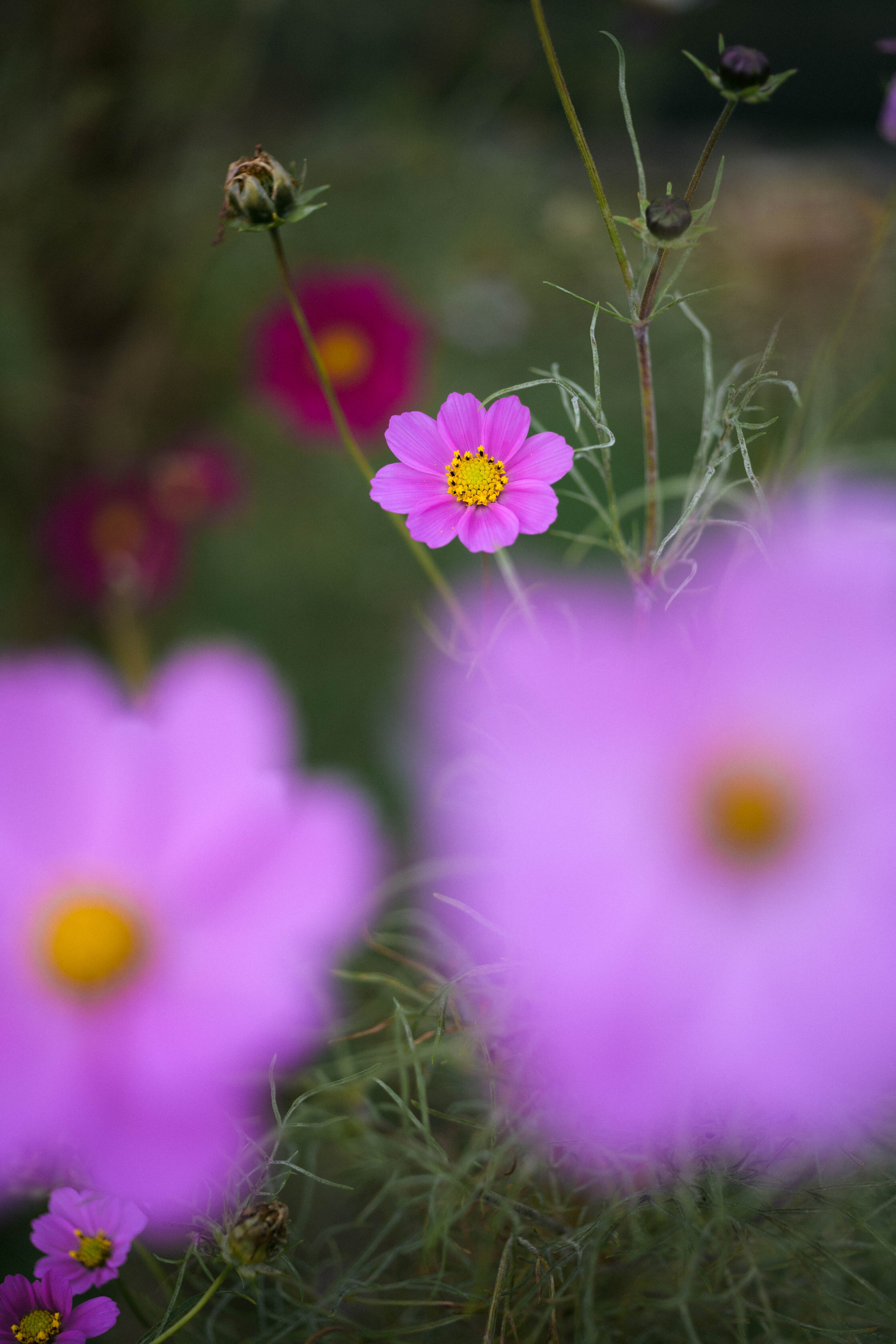 コスモスです❗️❗️❗️ まだまだコスモス｜sgk