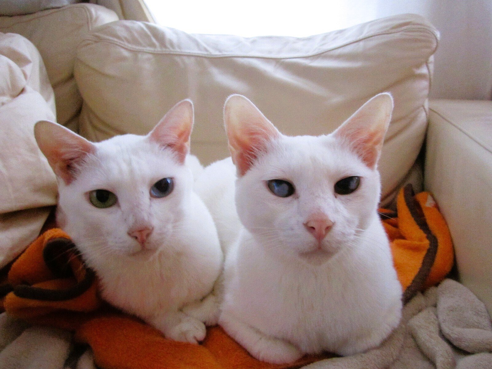 しろねこブラザーズ｜真帆しおん＊Shion MAHO