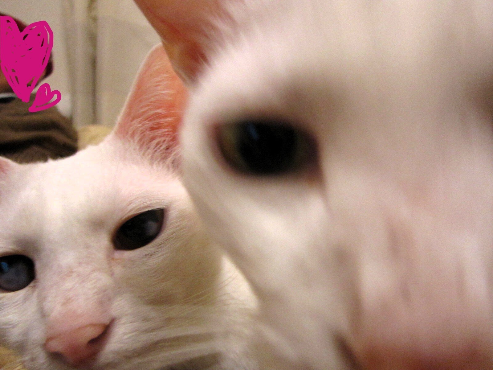 しろねこブラザーズ｜真帆しおん＊Shion MAHO