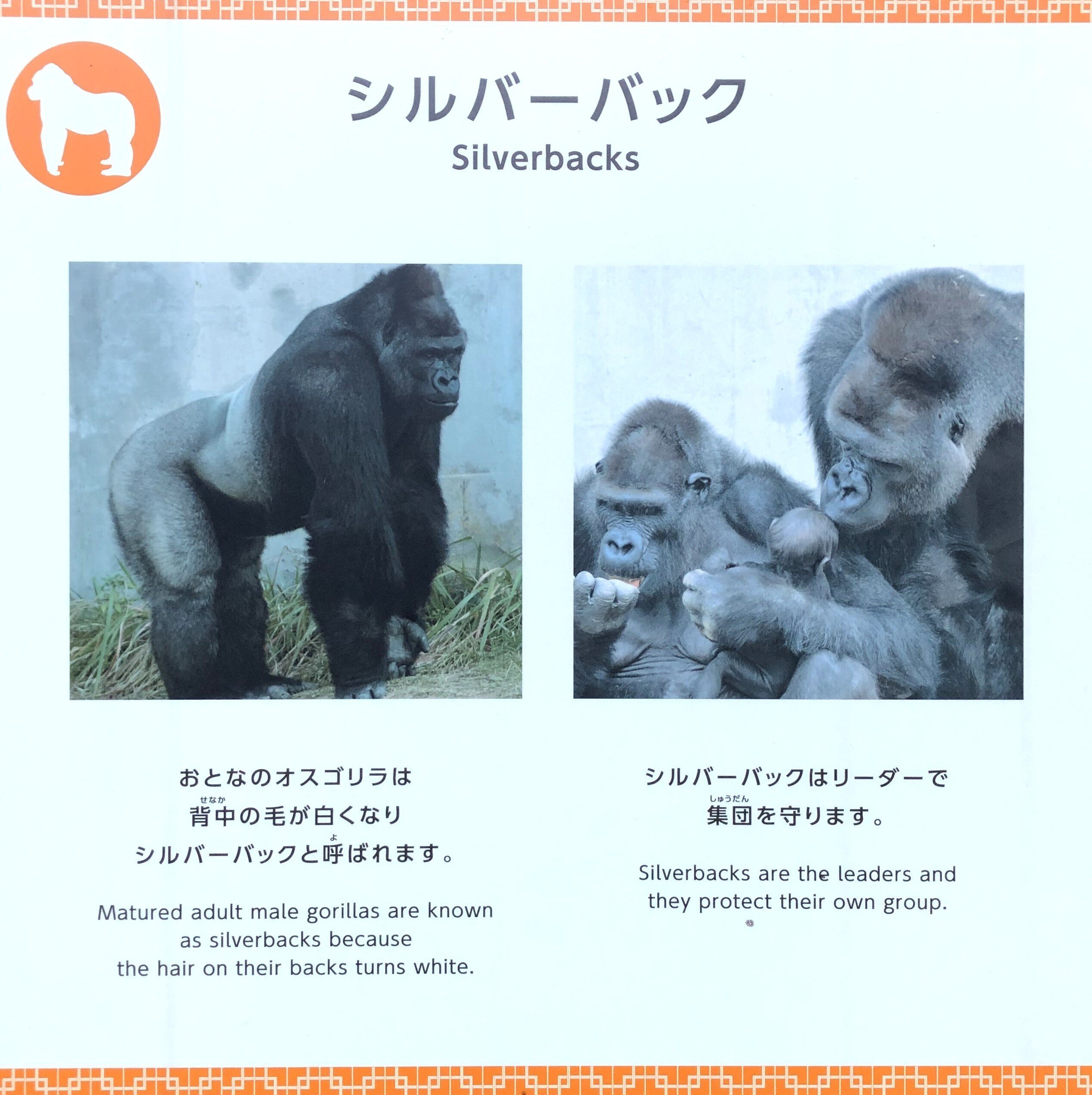 働く人に安全を伝えたい」第37回（シルバーバック）｜ひできみ