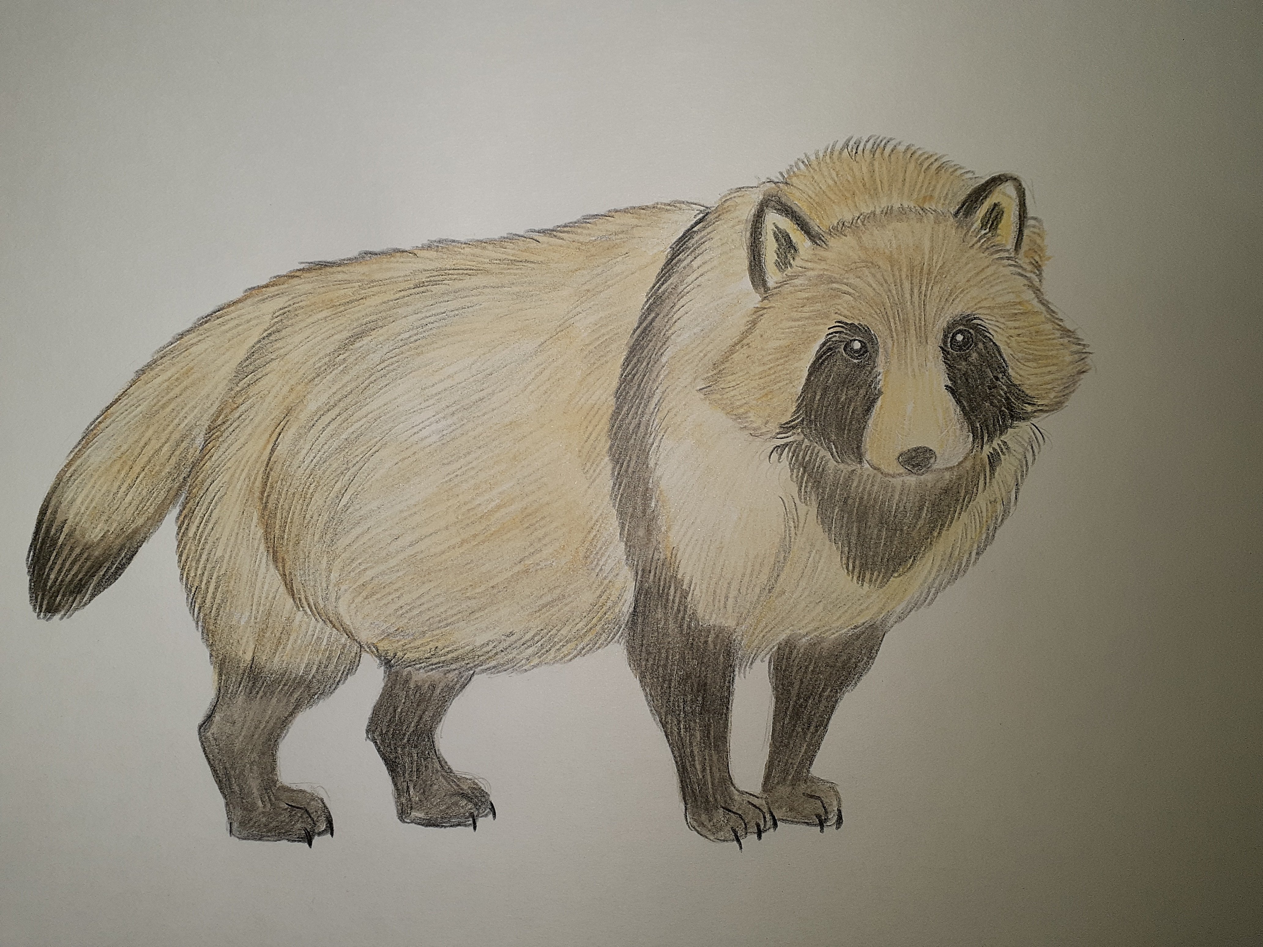 イラスト】タヌキ｜TechpanCreate（テクパン・クリエイト）