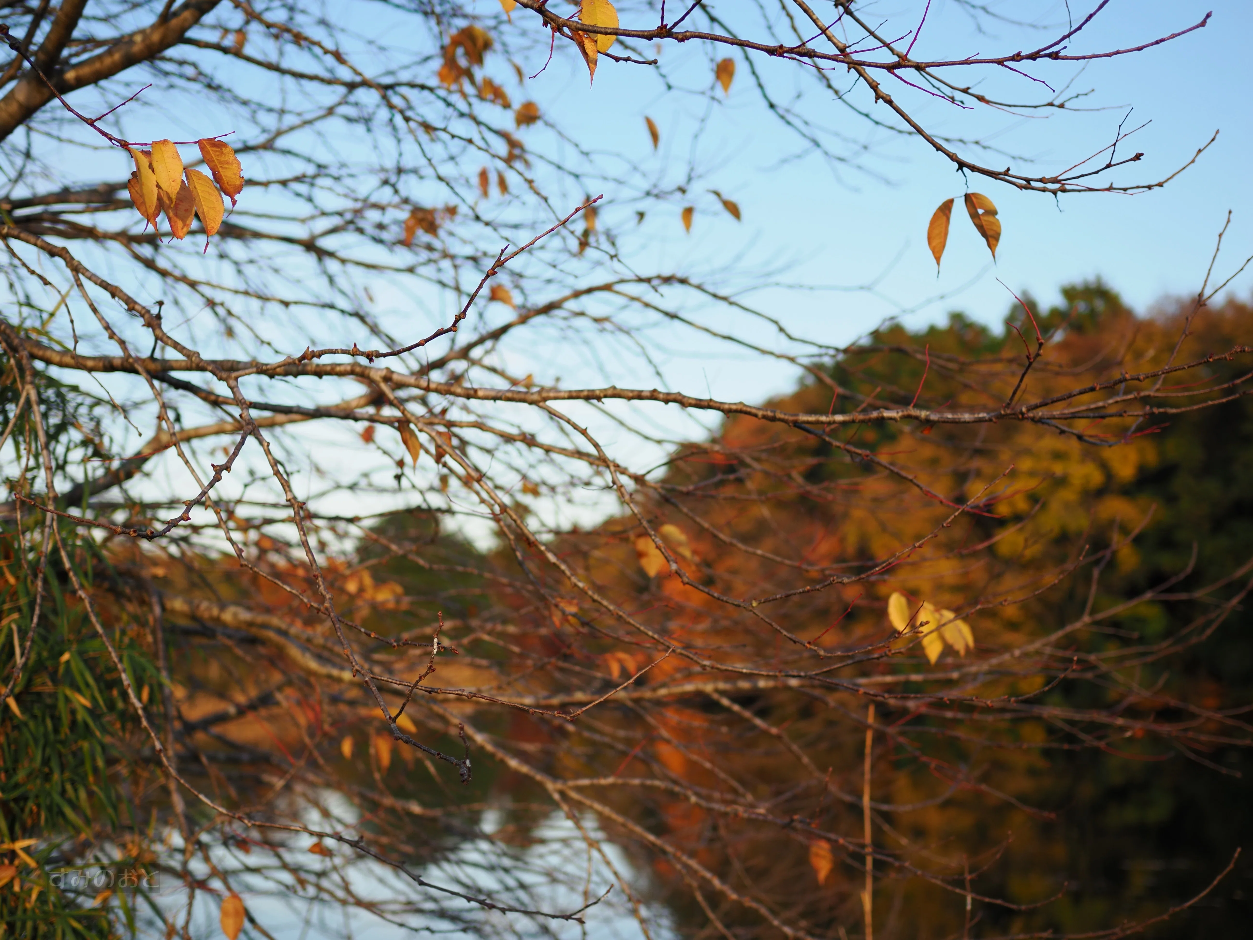 写真手記】紅葉は枯れ木と共に｜すみのおと