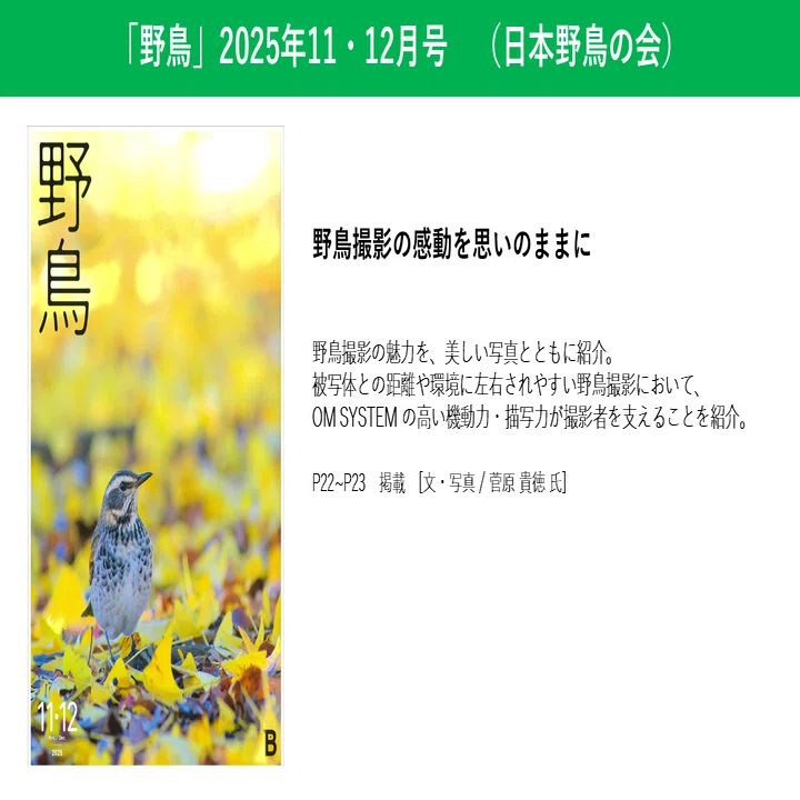 OM SYSTEMと野鳥の紹介記事まとめ｜OM SYSTEM