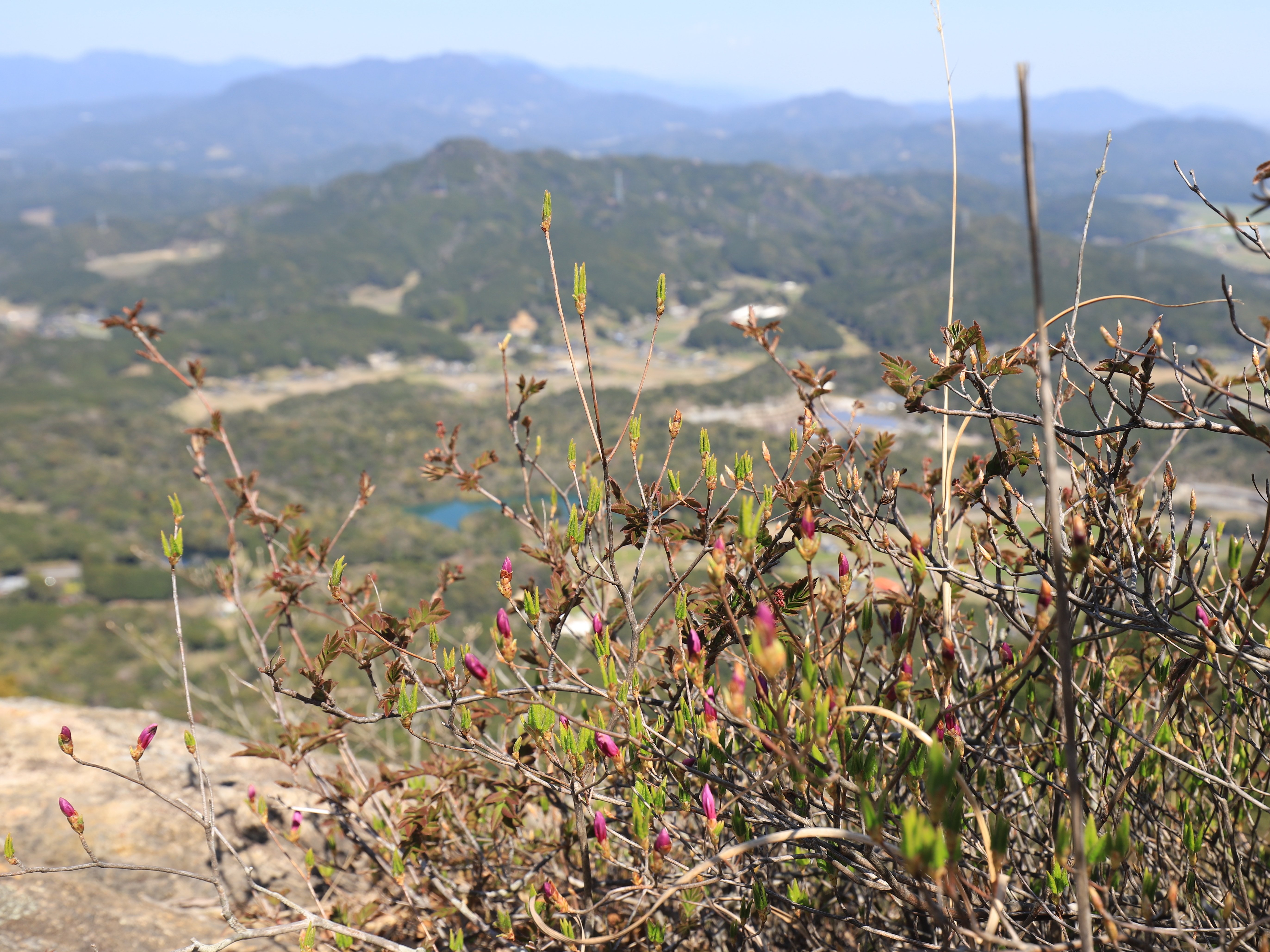 178．コバノミツバツツジの命名秘話｜sasayan