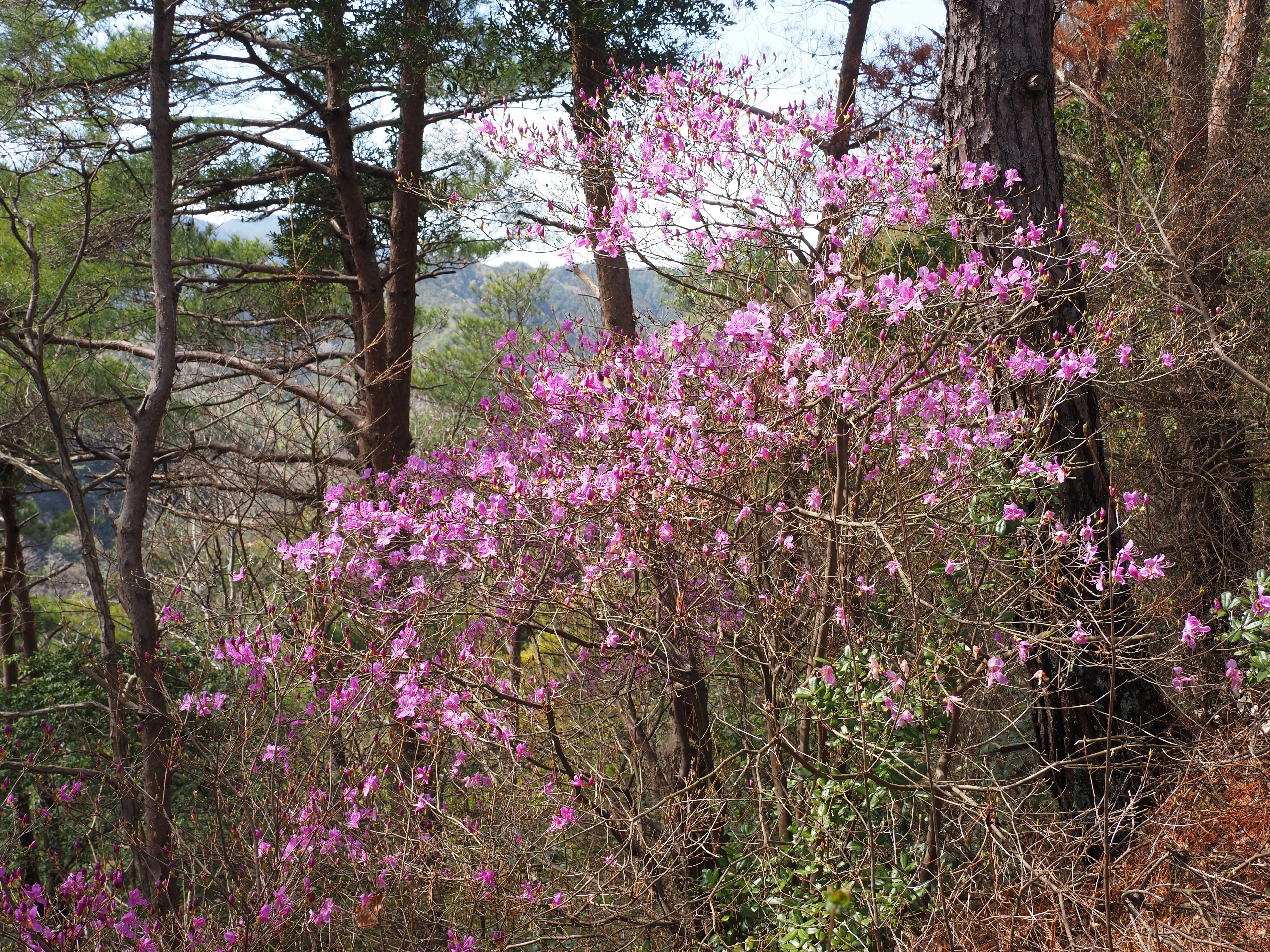 178．コバノミツバツツジの命名秘話｜sasayan