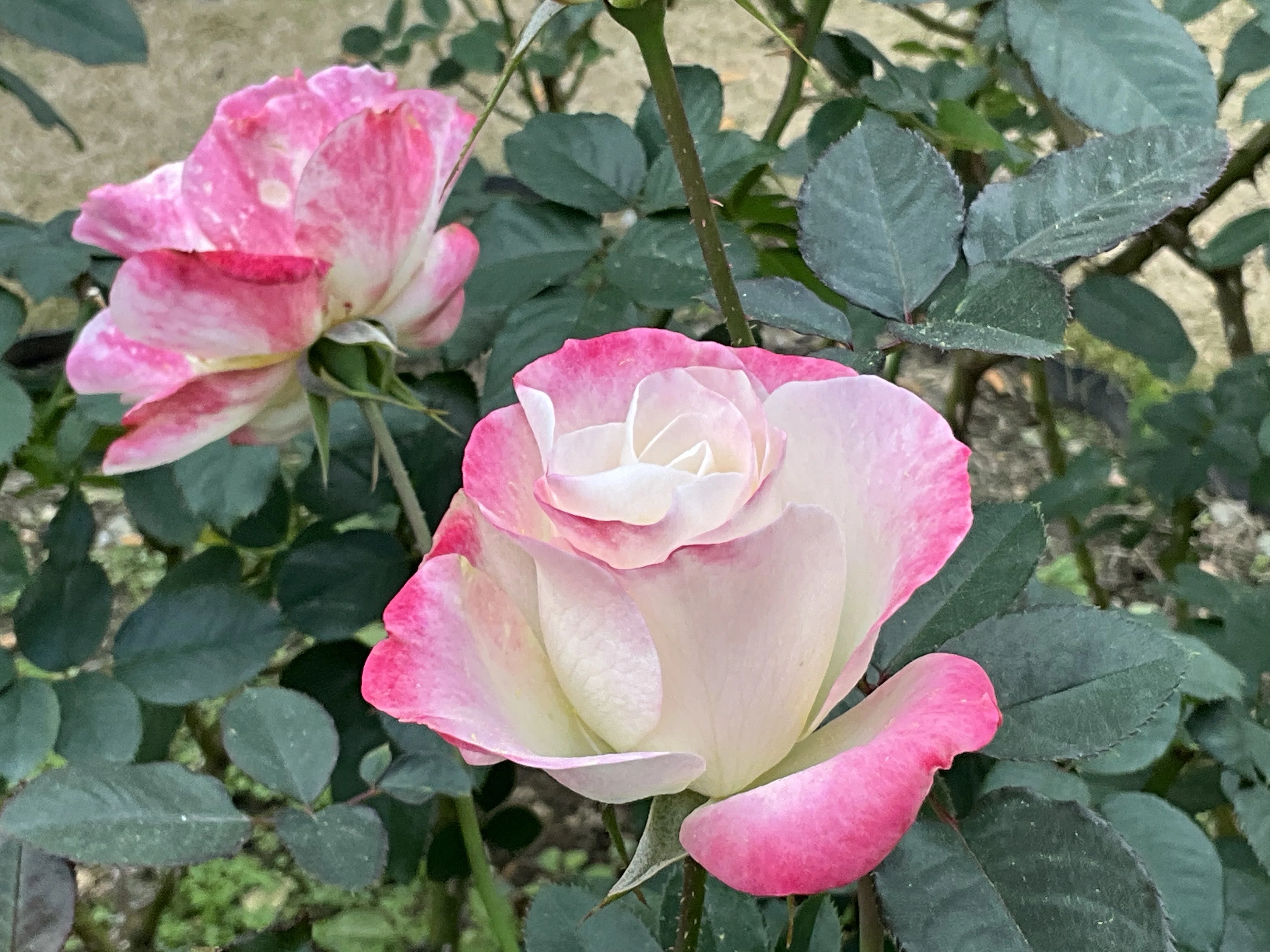 11月28日のうららなど（京都府立植物園ばら園）：2025年11月28日（金