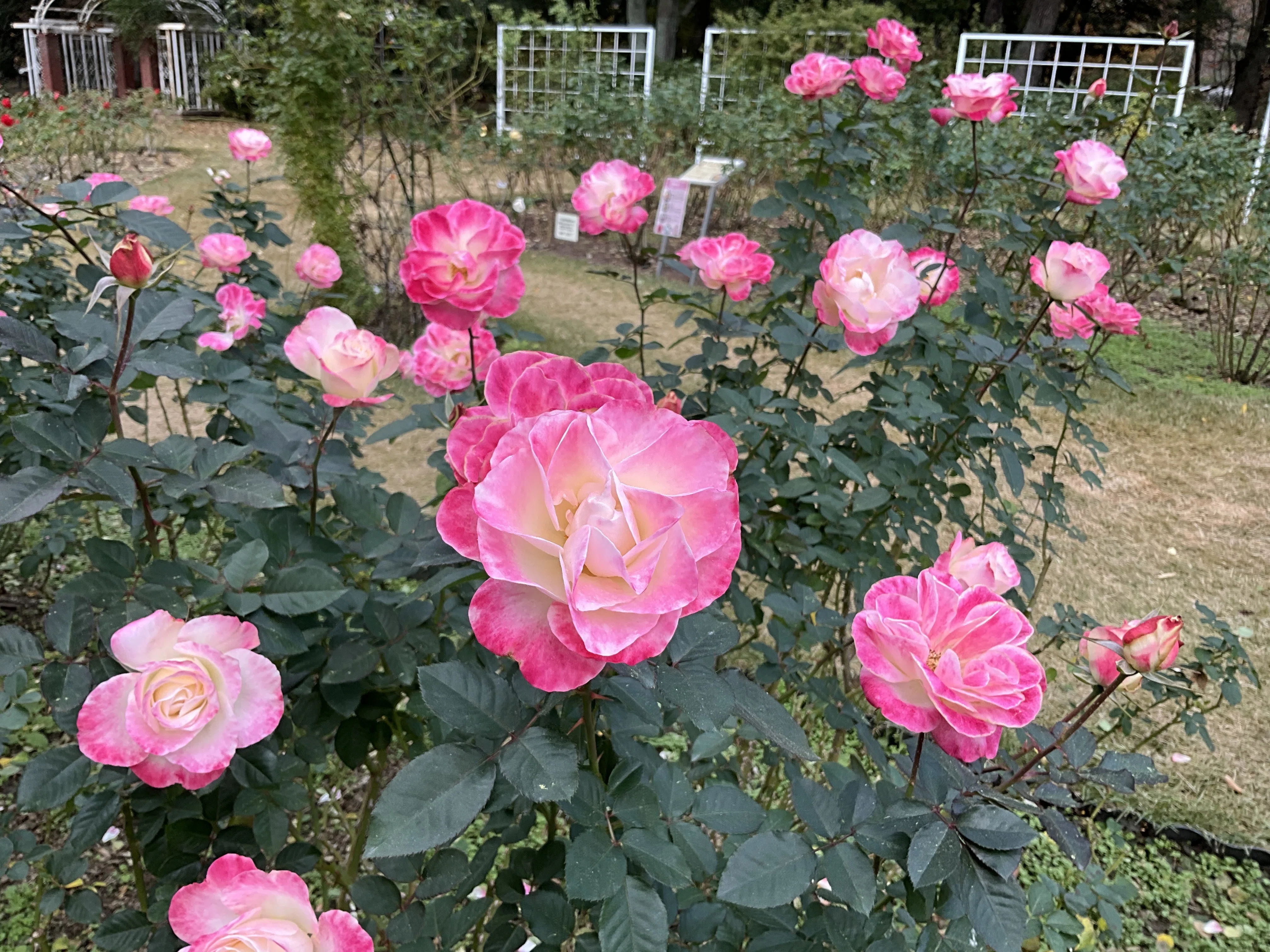 11月28日のうららなど（京都府立植物園ばら園）：2025年11月28日（金