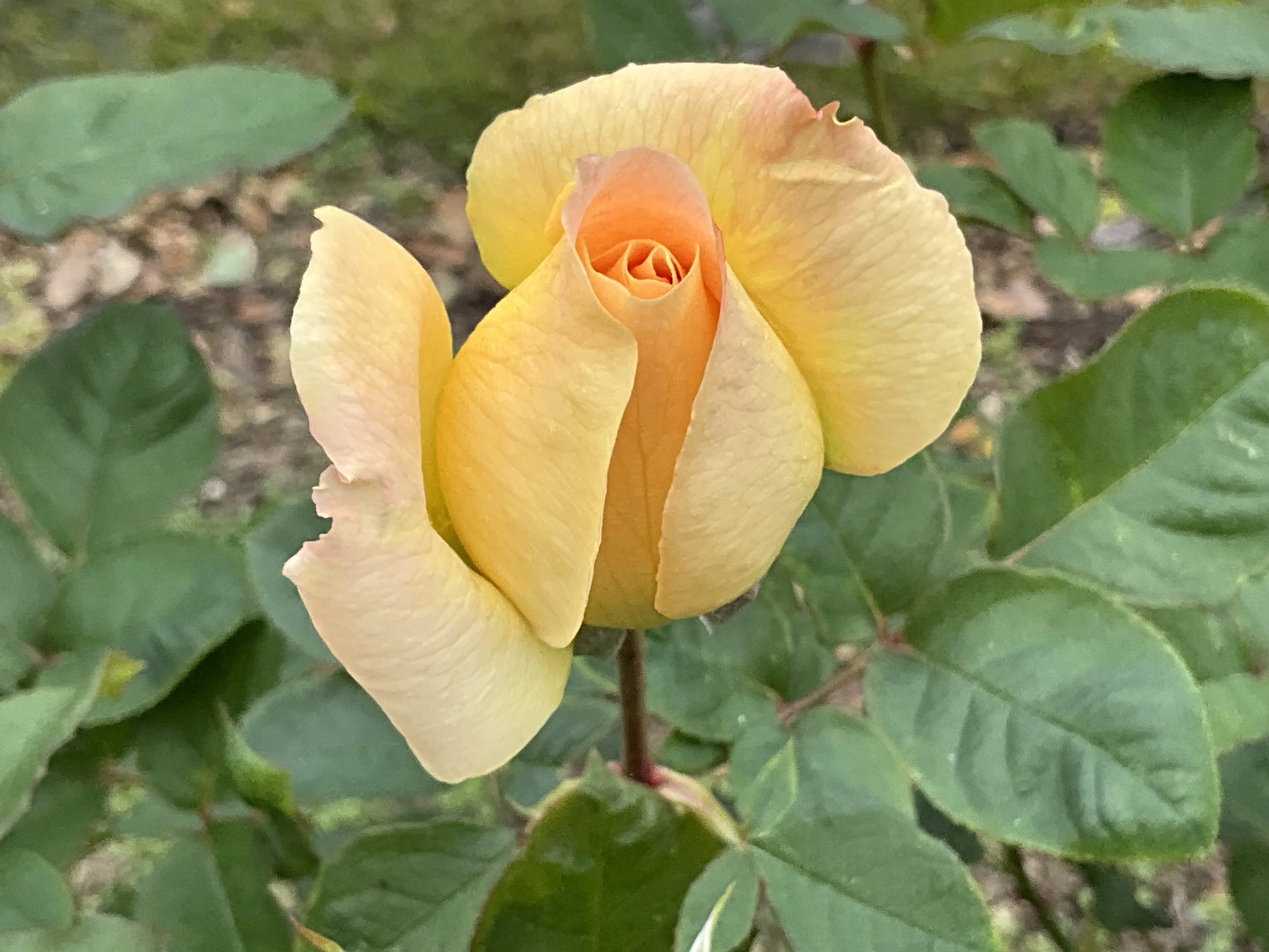 Urara and others on November 28 (Kyoto Botanical Gardens Rose
