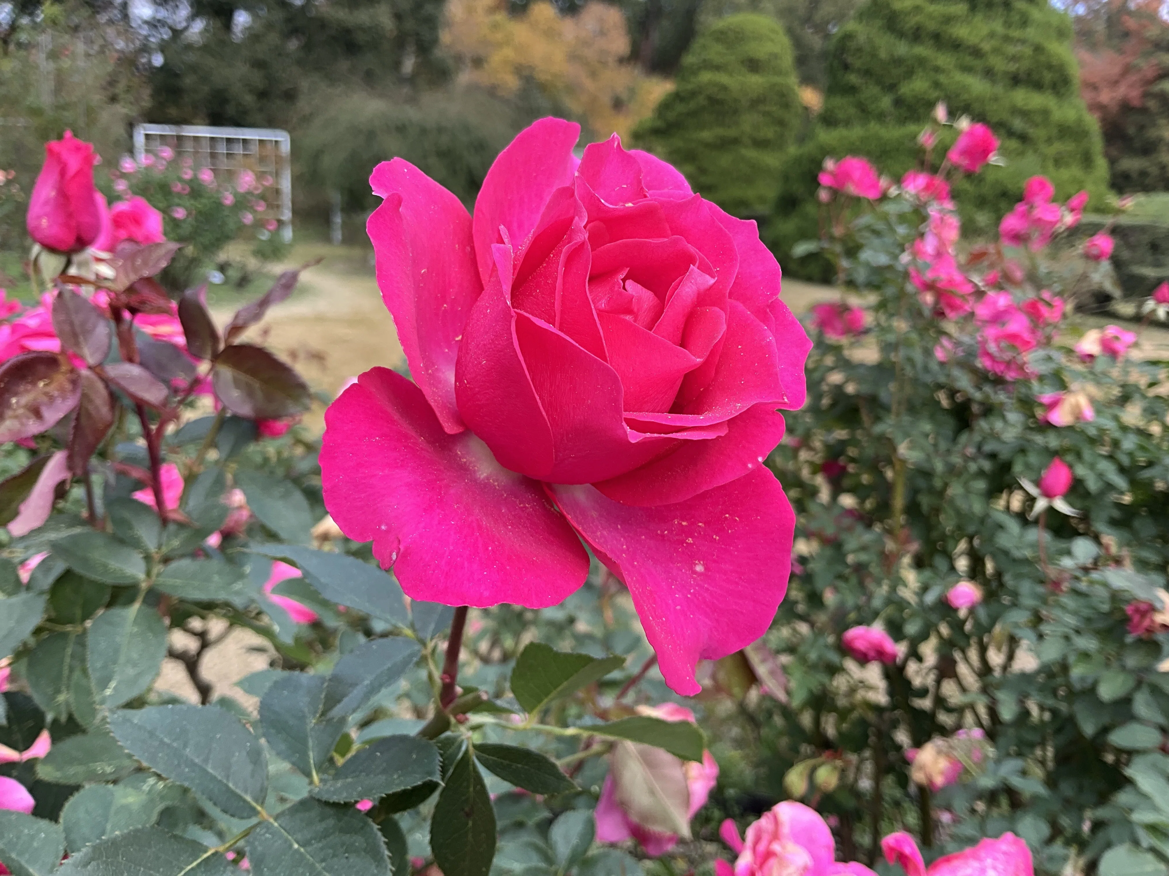 11月28日のうららなど（京都府立植物園ばら園）：2025年11月28日（金