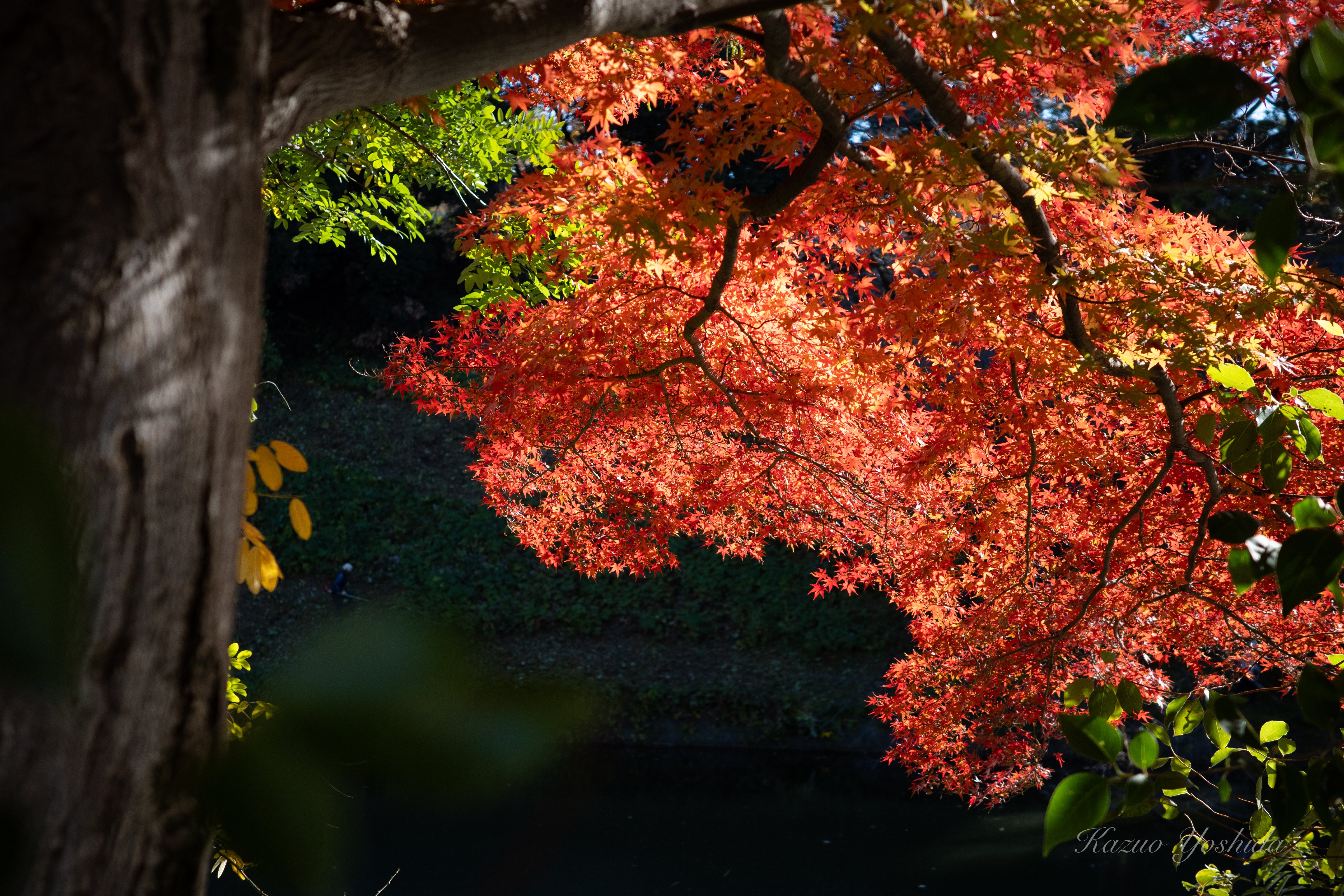 ゴンベとカラス」に魅せられて〜MoMATコレクション展（東京国立近代