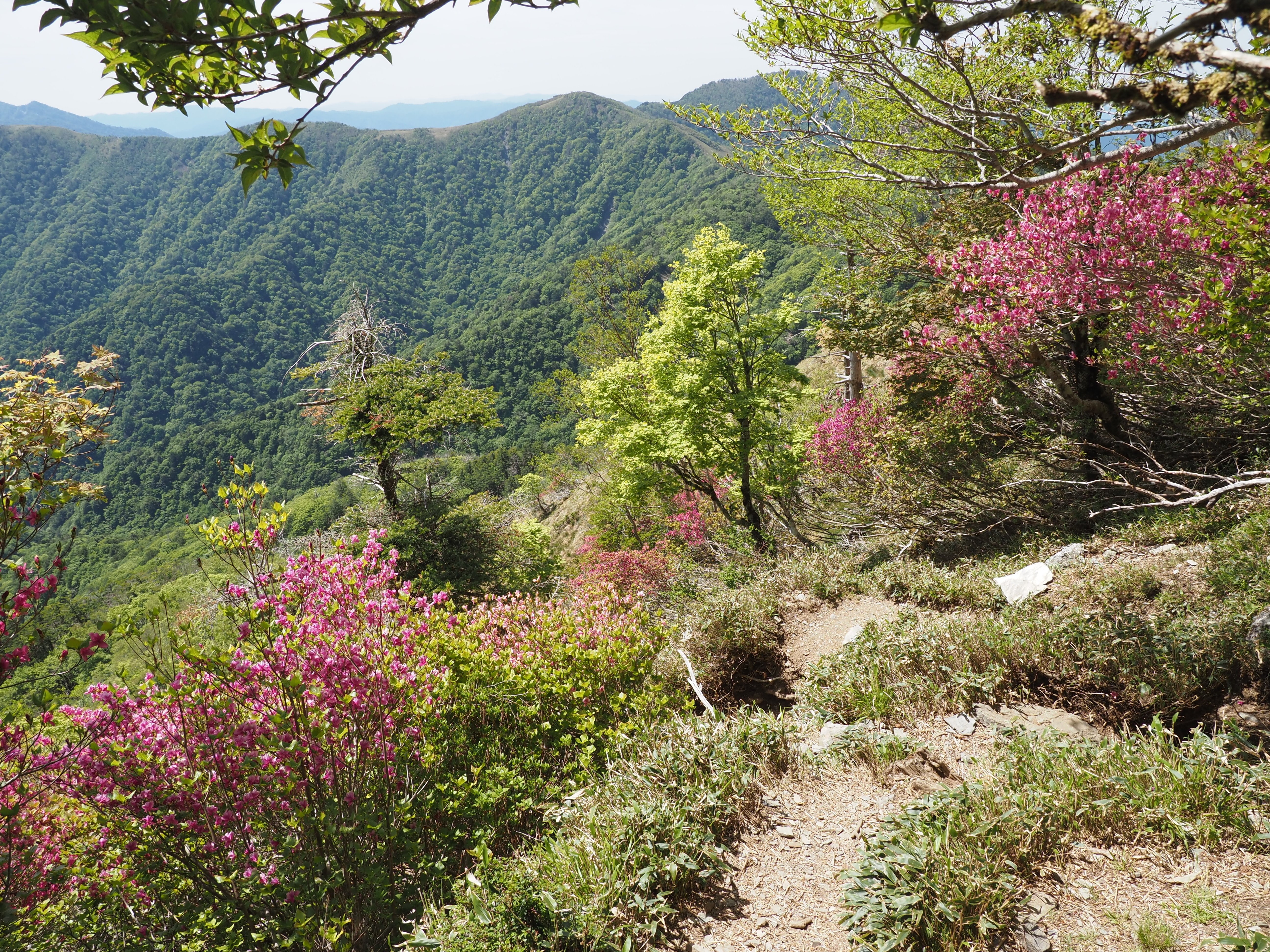179．天空のツツジ山 三嶺｜sasayan