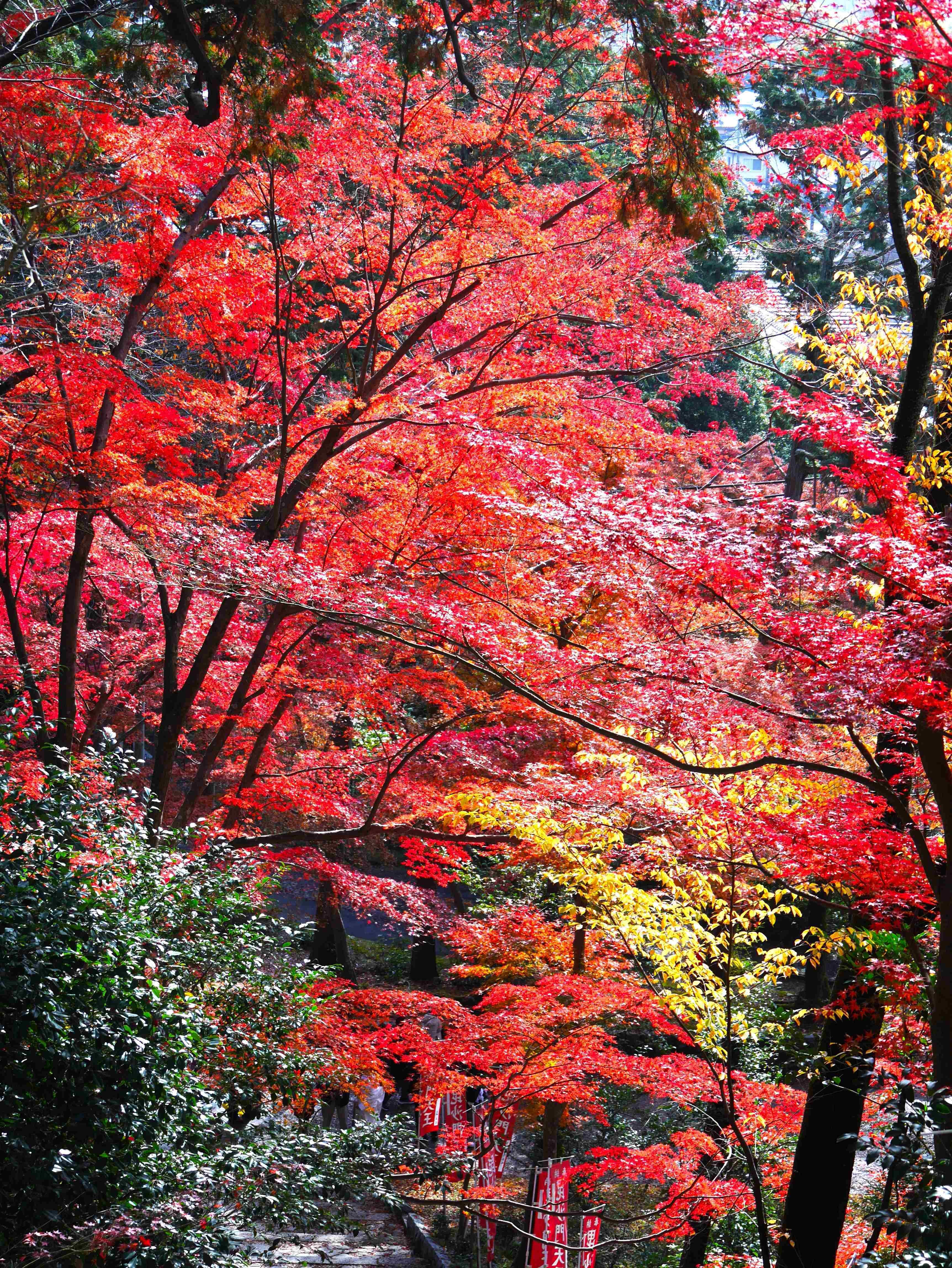 2025年 秋、紅葉｜久露見庵(くろみ庵)@天気と気候と自然を考える