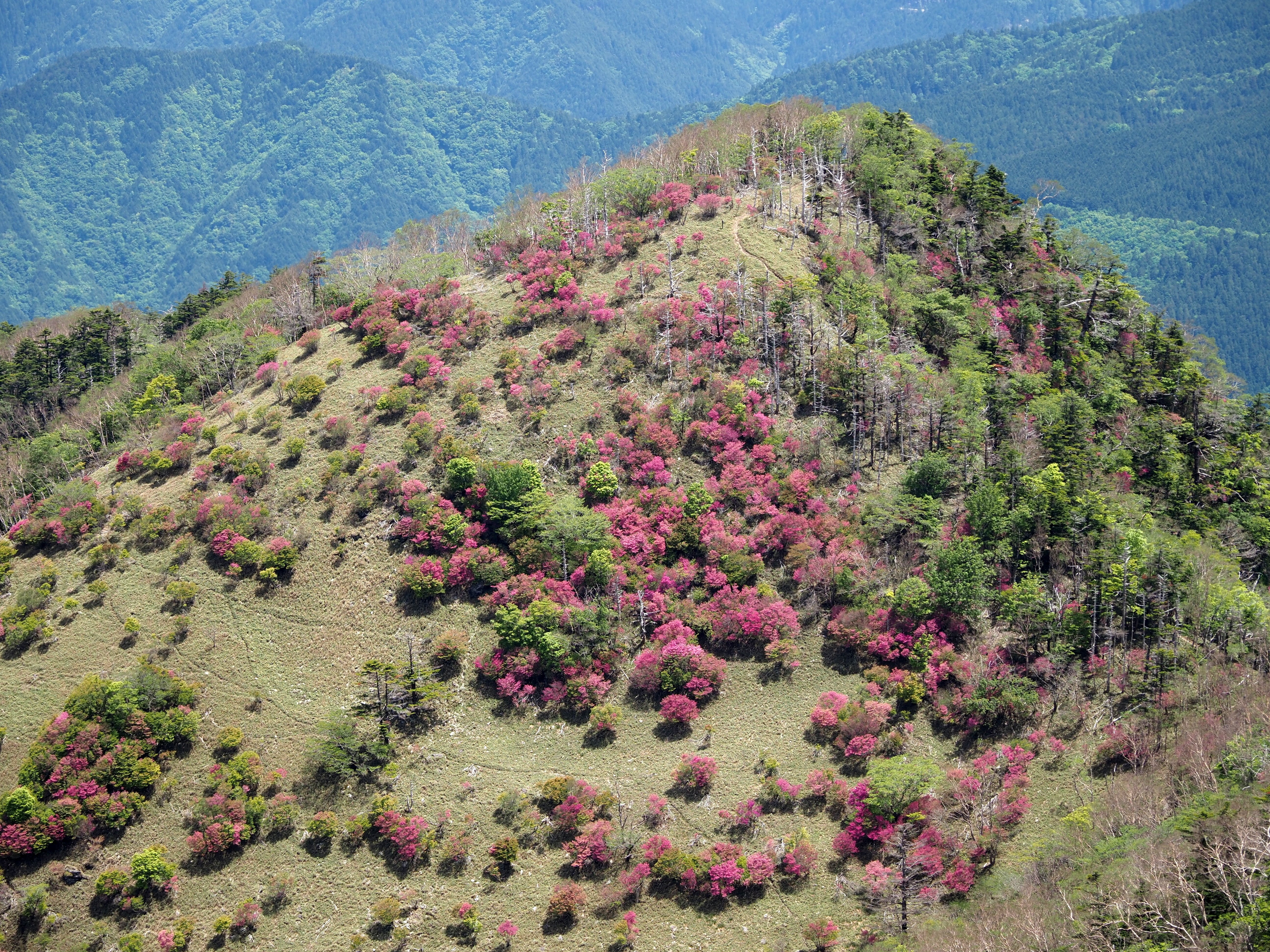 179．天空のツツジ山 三嶺｜sasayan