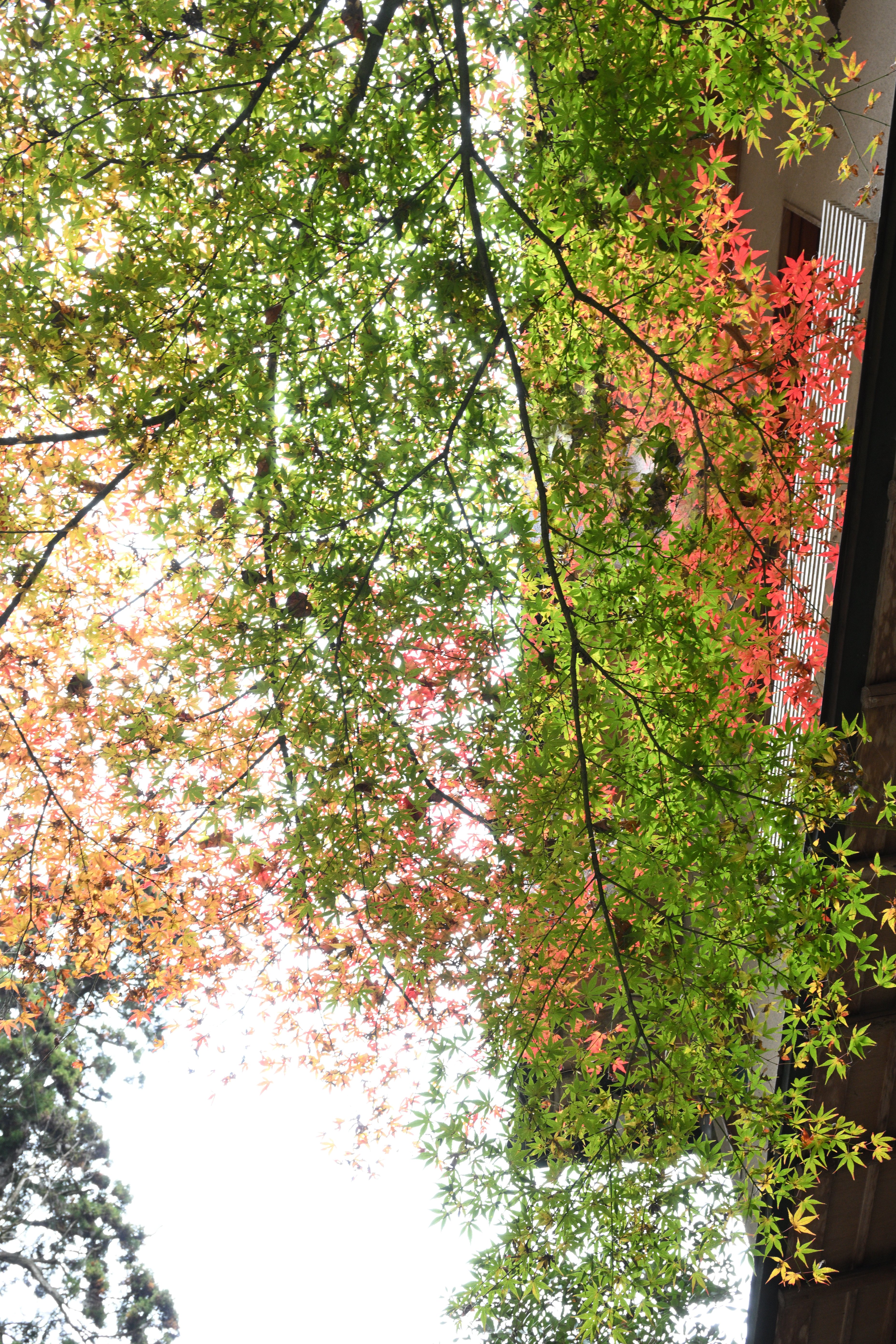 Z50IIで撮る京都（貴船の紅葉）｜HAJ