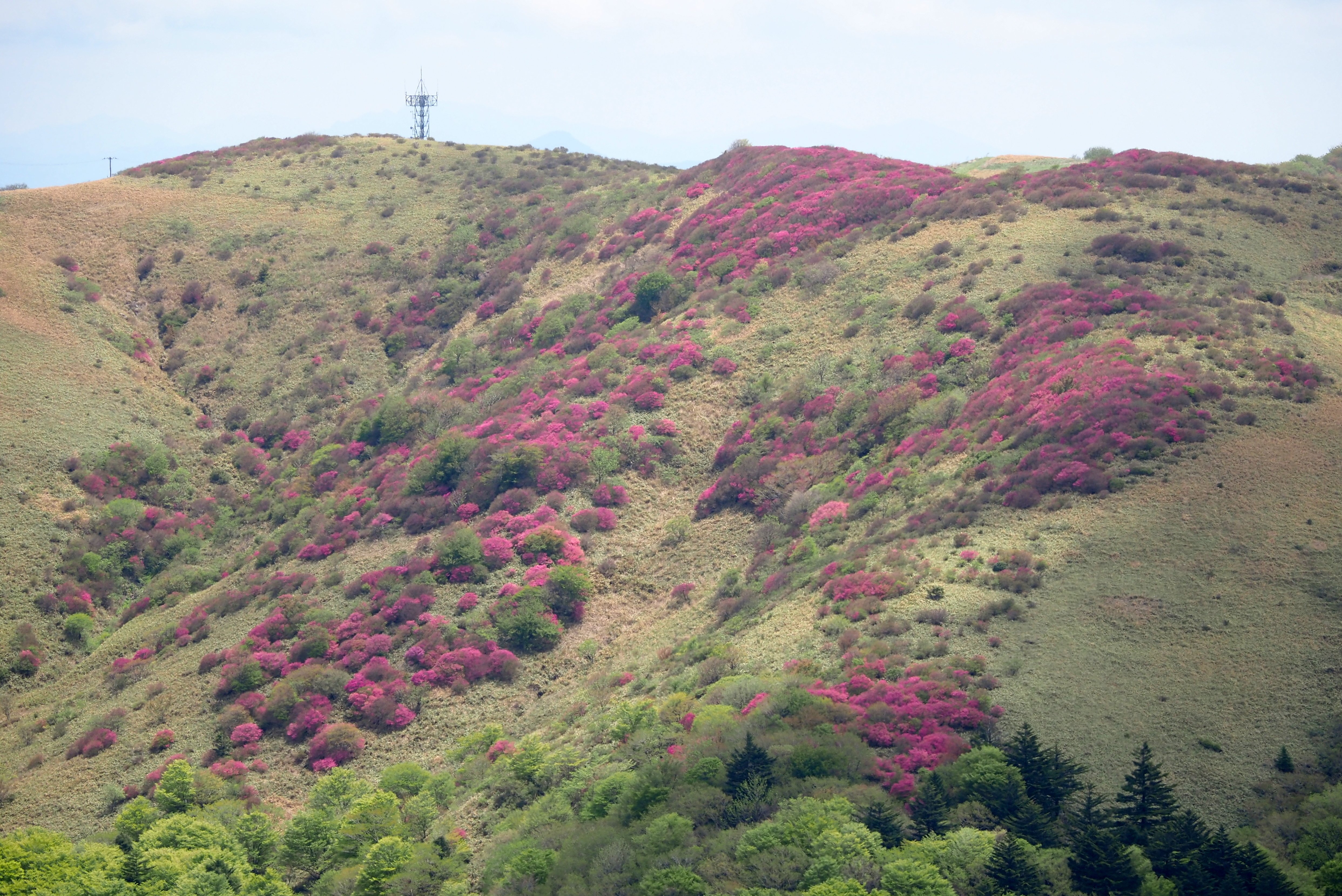 179．天空のツツジ山 三嶺｜sasayan