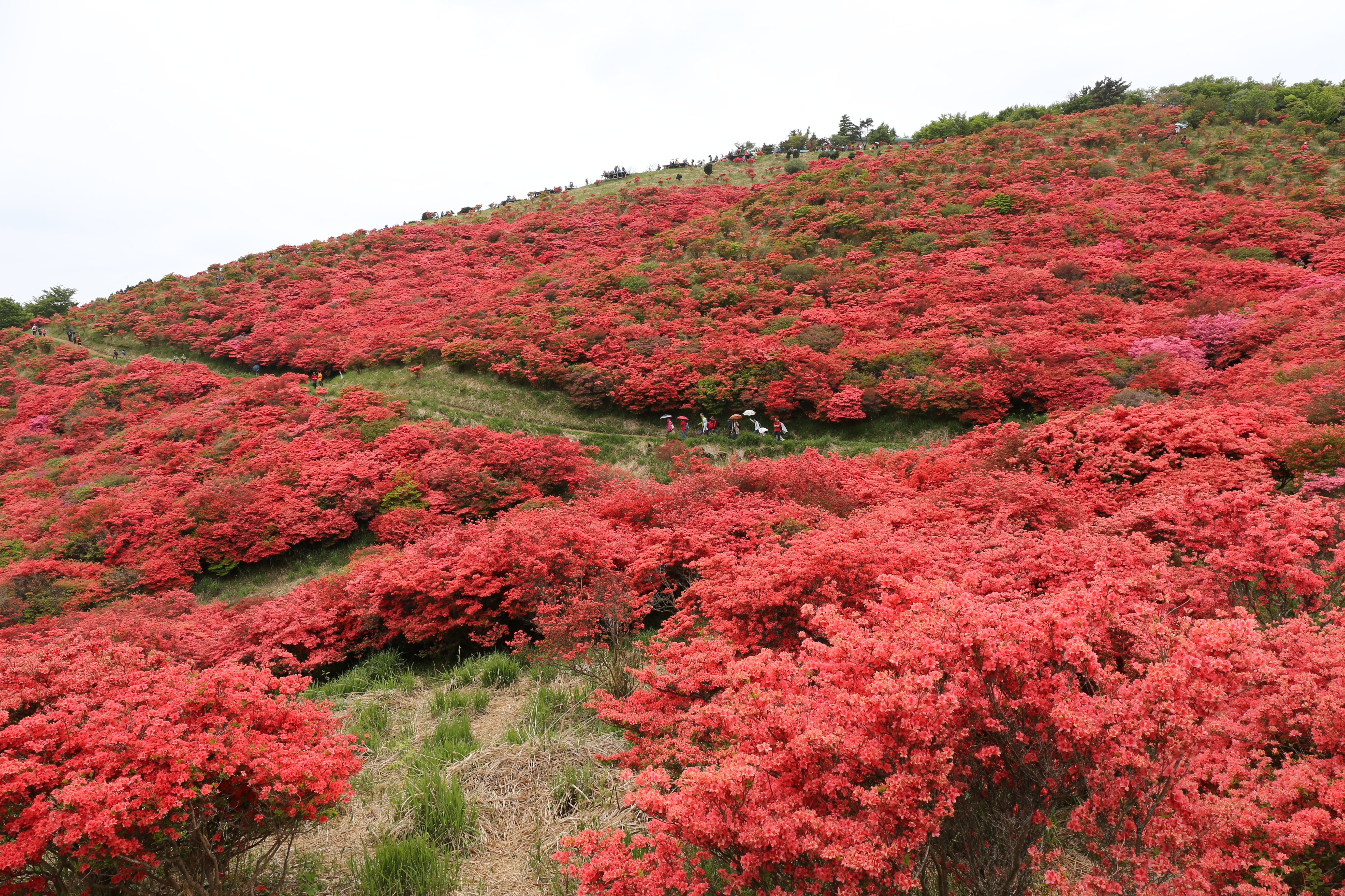 179．天空のツツジ山 三嶺｜sasayan