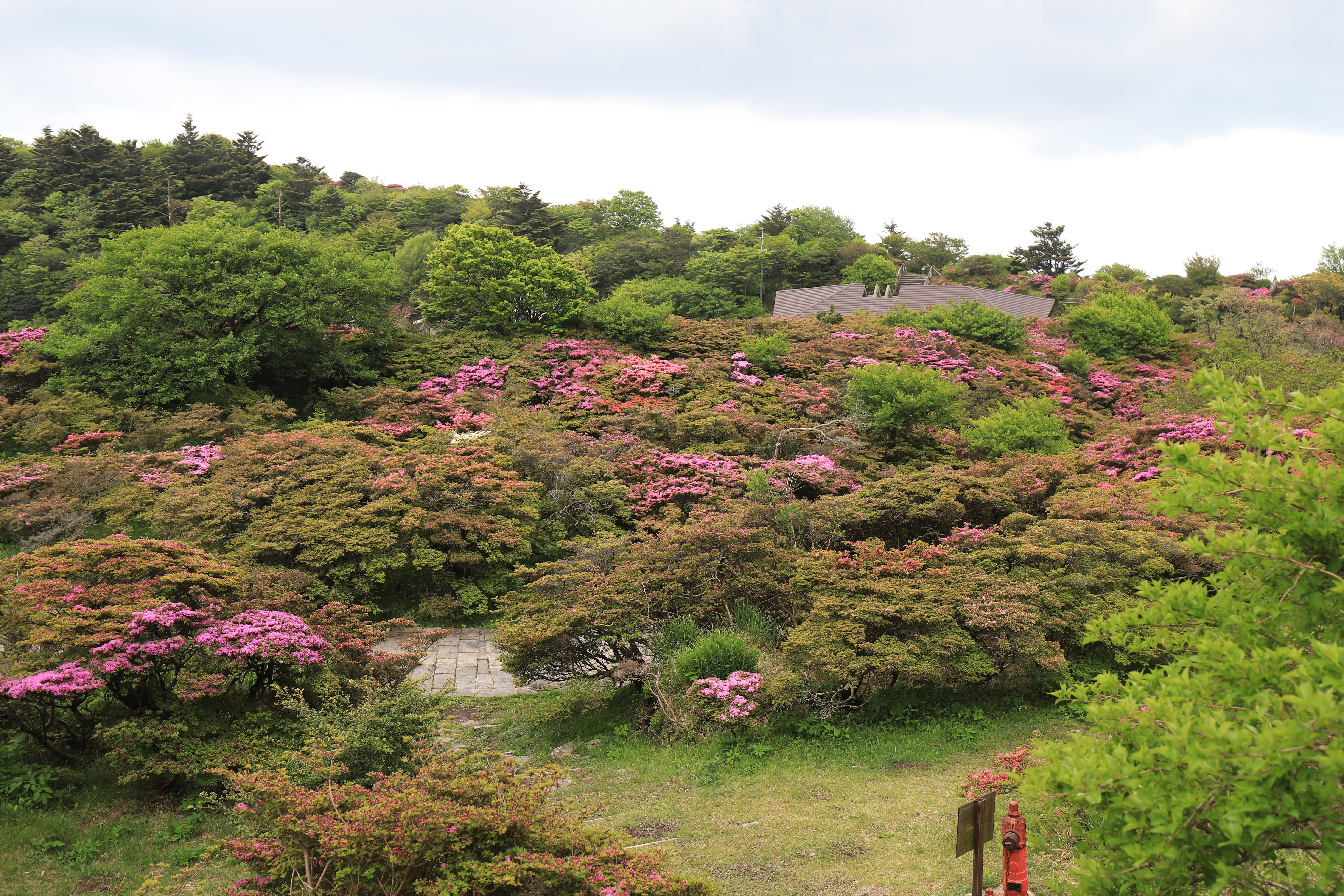 179．天空のツツジ山 三嶺｜sasayan