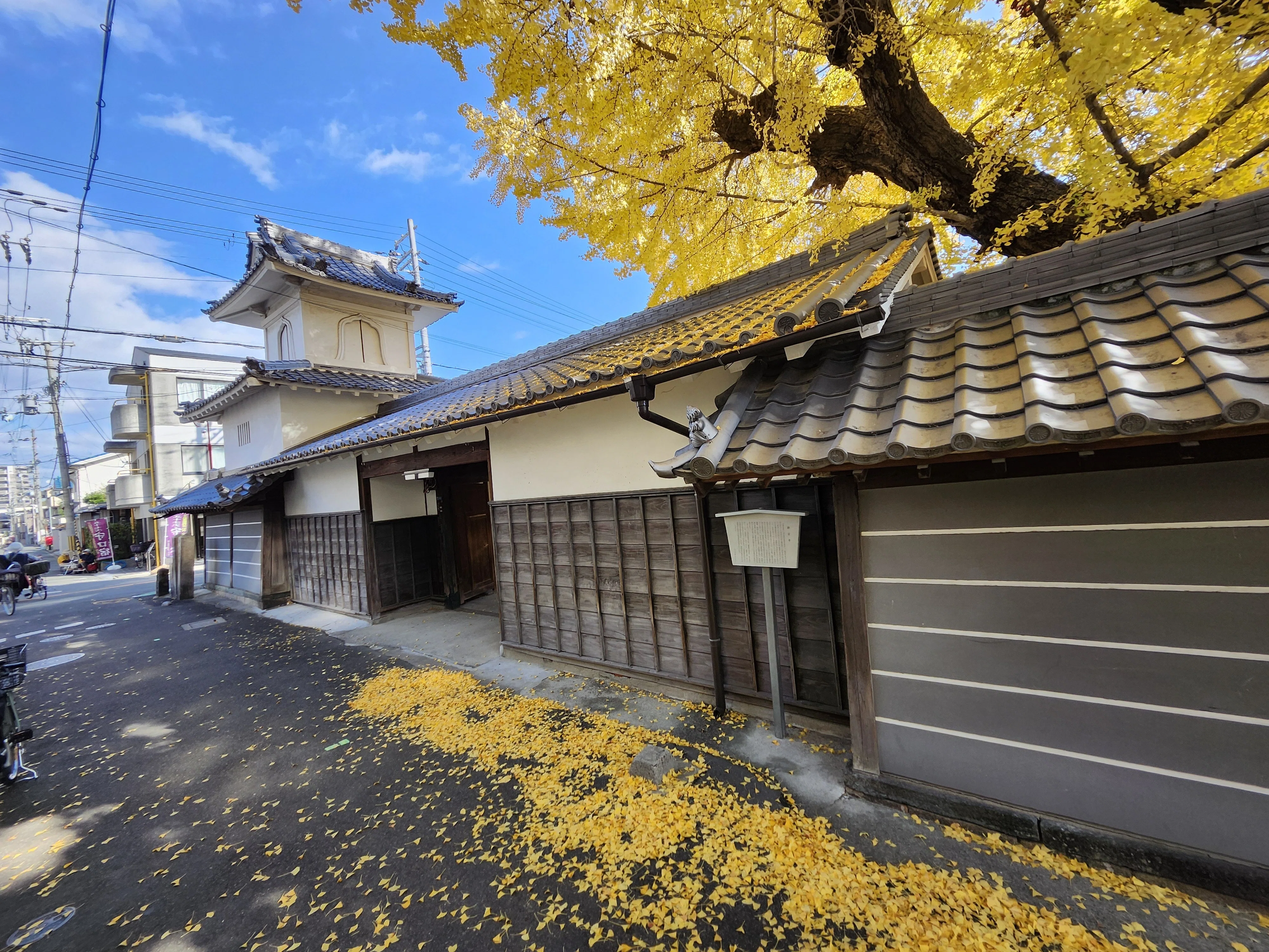 京街道の「樹齢500年」 ｜大阪の街道を歩く