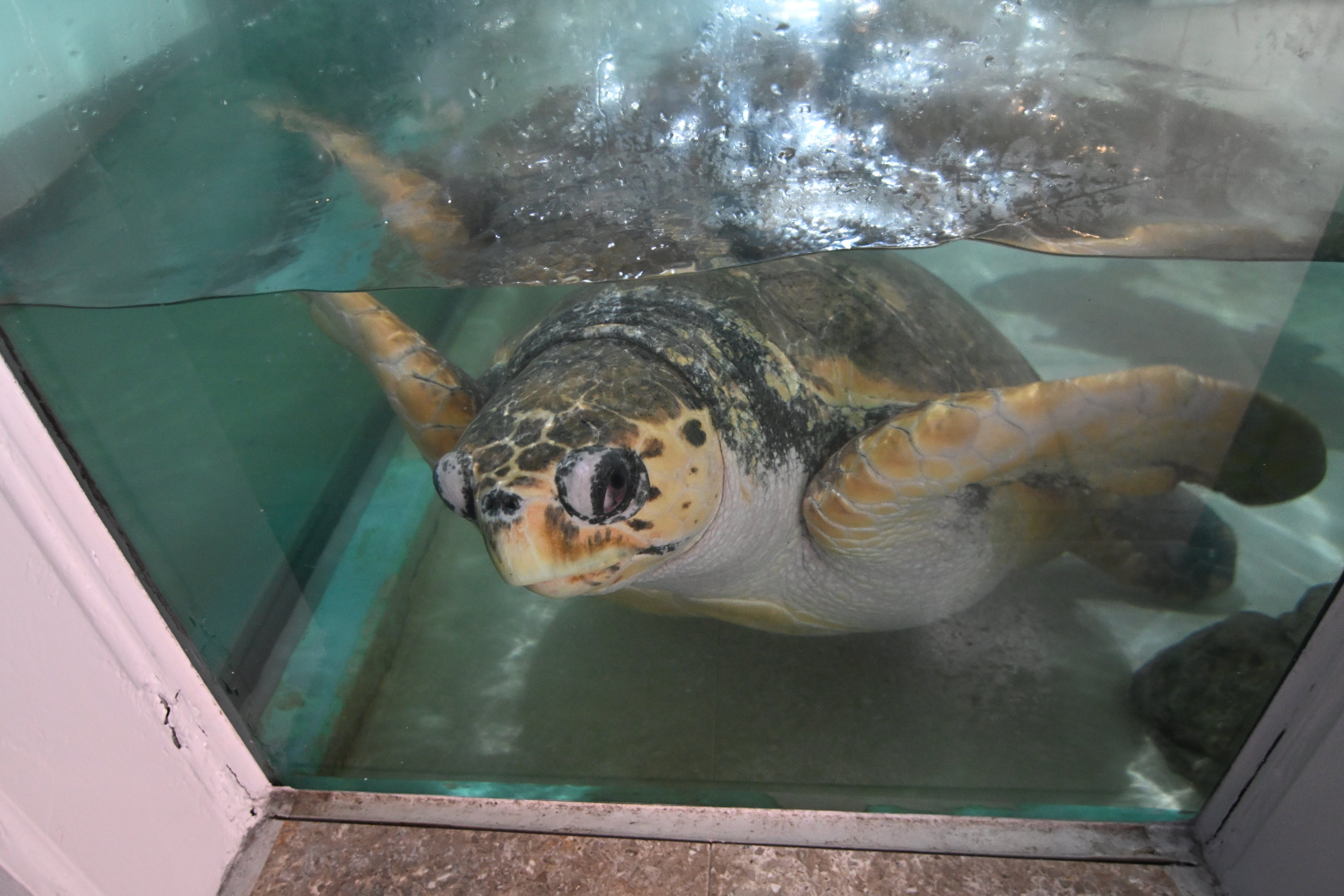 20251124_伊豆・三津シーパラダイス【Nikon Z50IIと水族館】｜山ネズミ