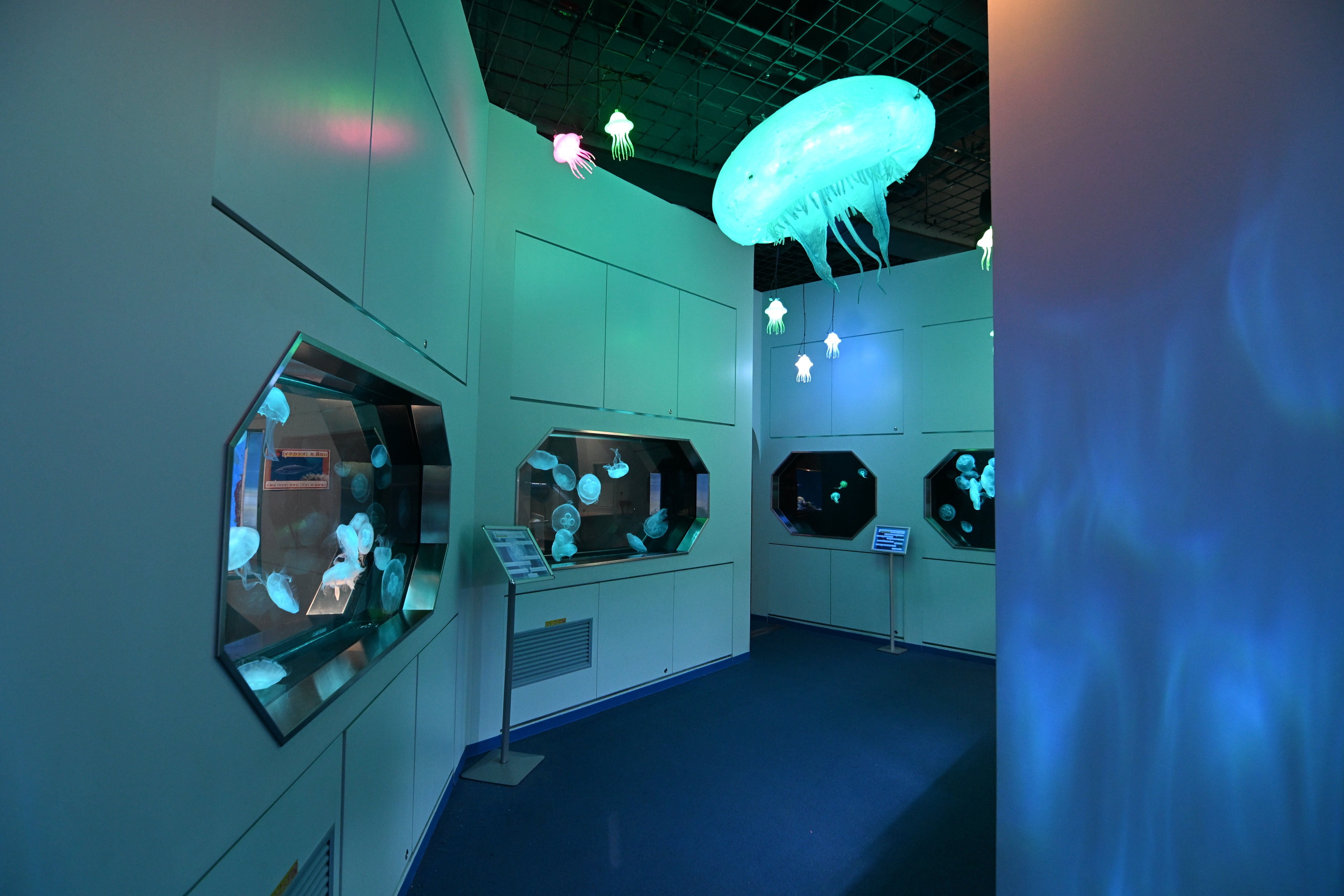 20251124_伊豆・三津シーパラダイス【Nikon Z50IIと水族館】｜山ネズミ