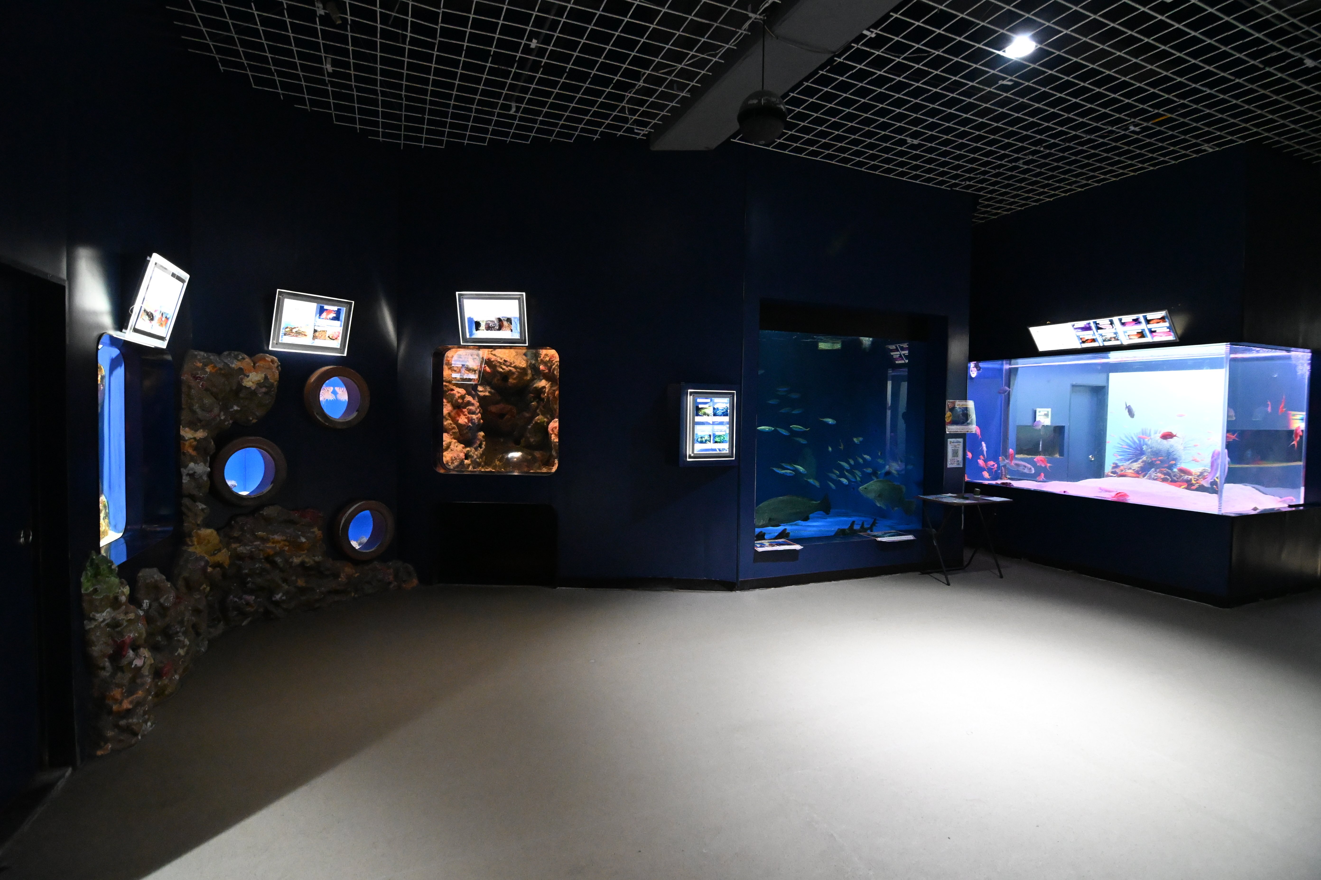 20251124_伊豆・三津シーパラダイス【Nikon Z50IIと水族館】｜山ネズミ